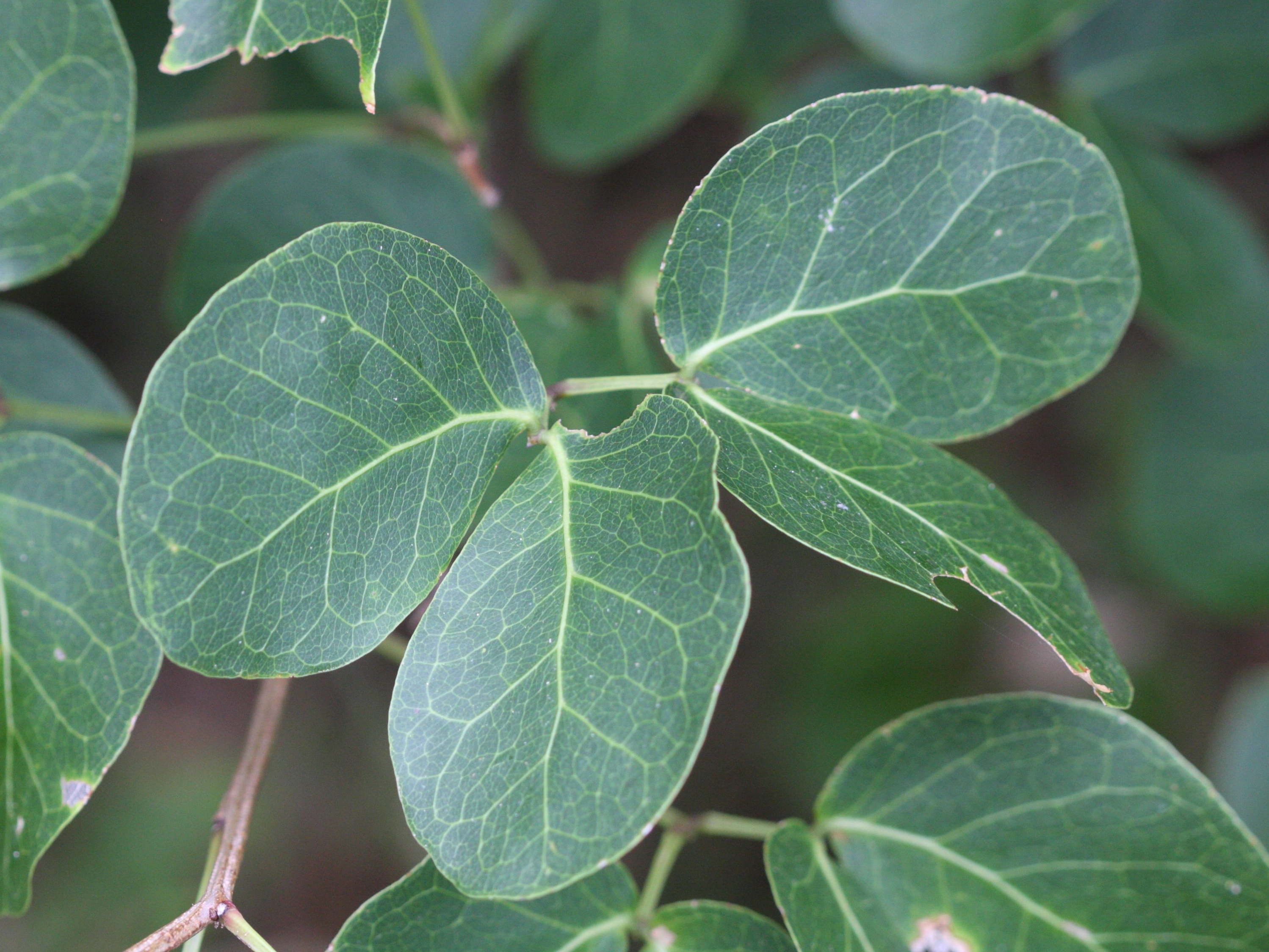 pithecellobium_unguis-cati6md