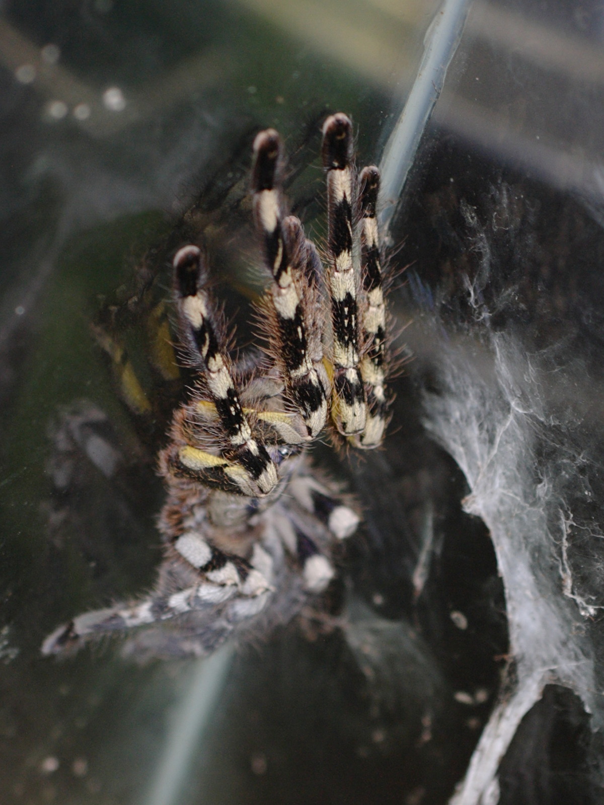 poecilotheria_fasciata2bd