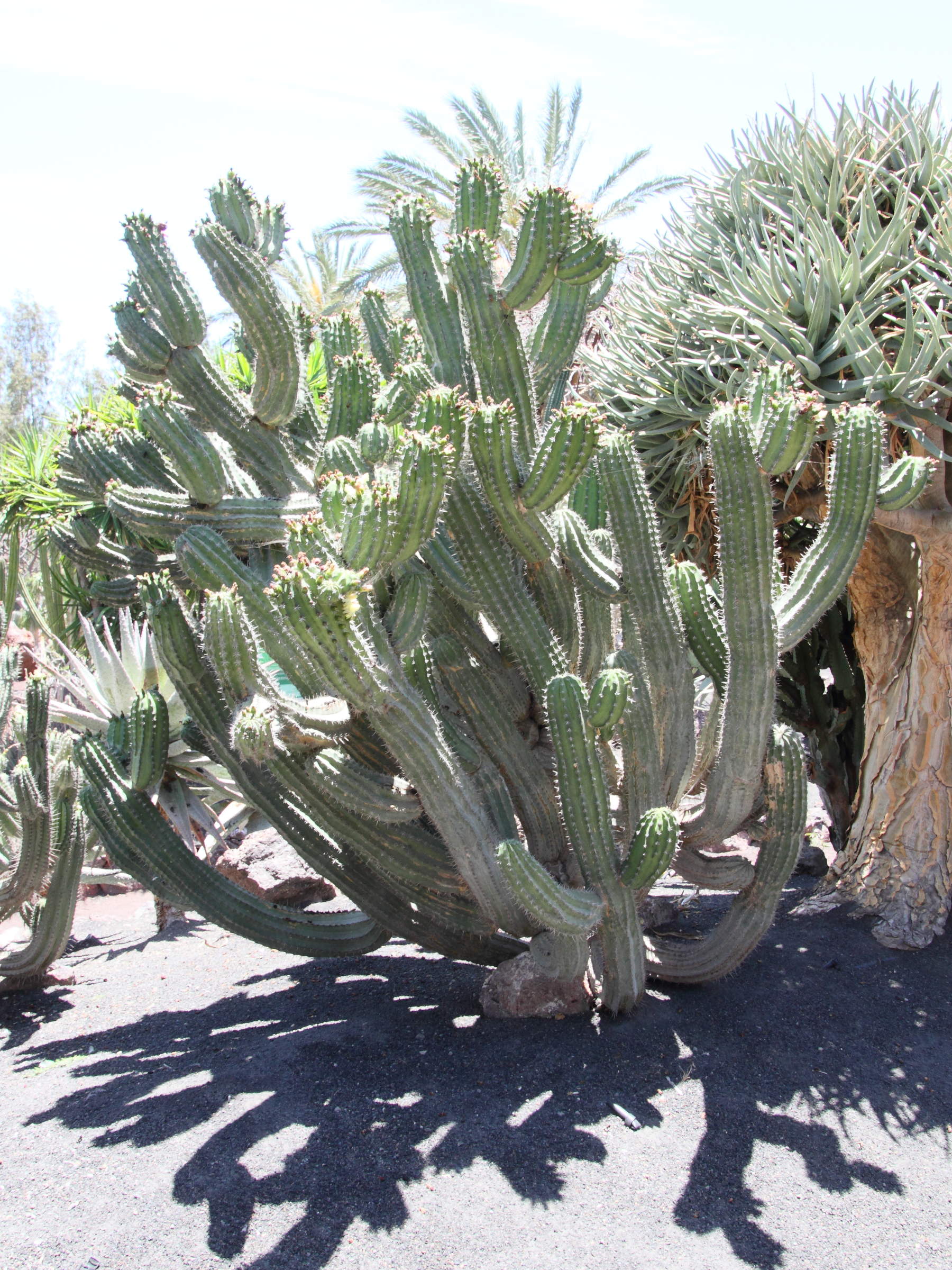 polaskia_chichipe1md