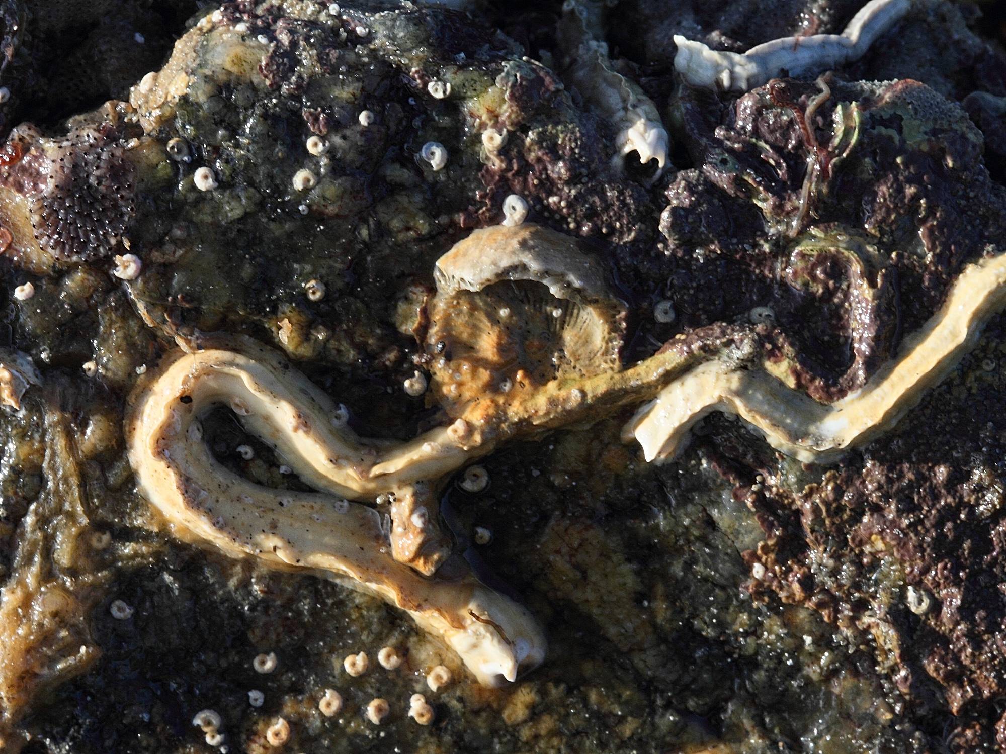 pomatoceros_lamarcki3bd