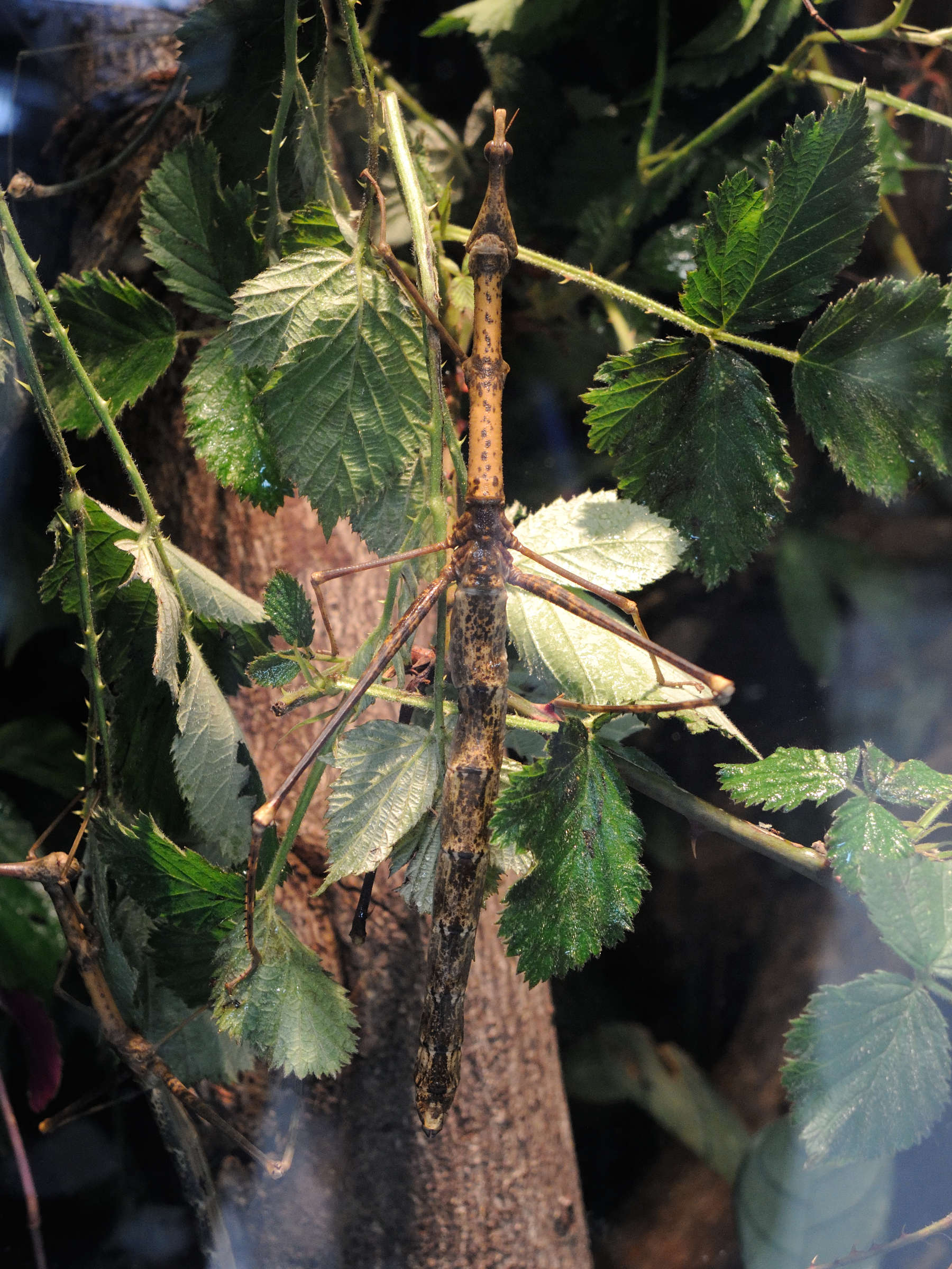 Afficher le média proscopia_scabra1md proscopia_scabra1md