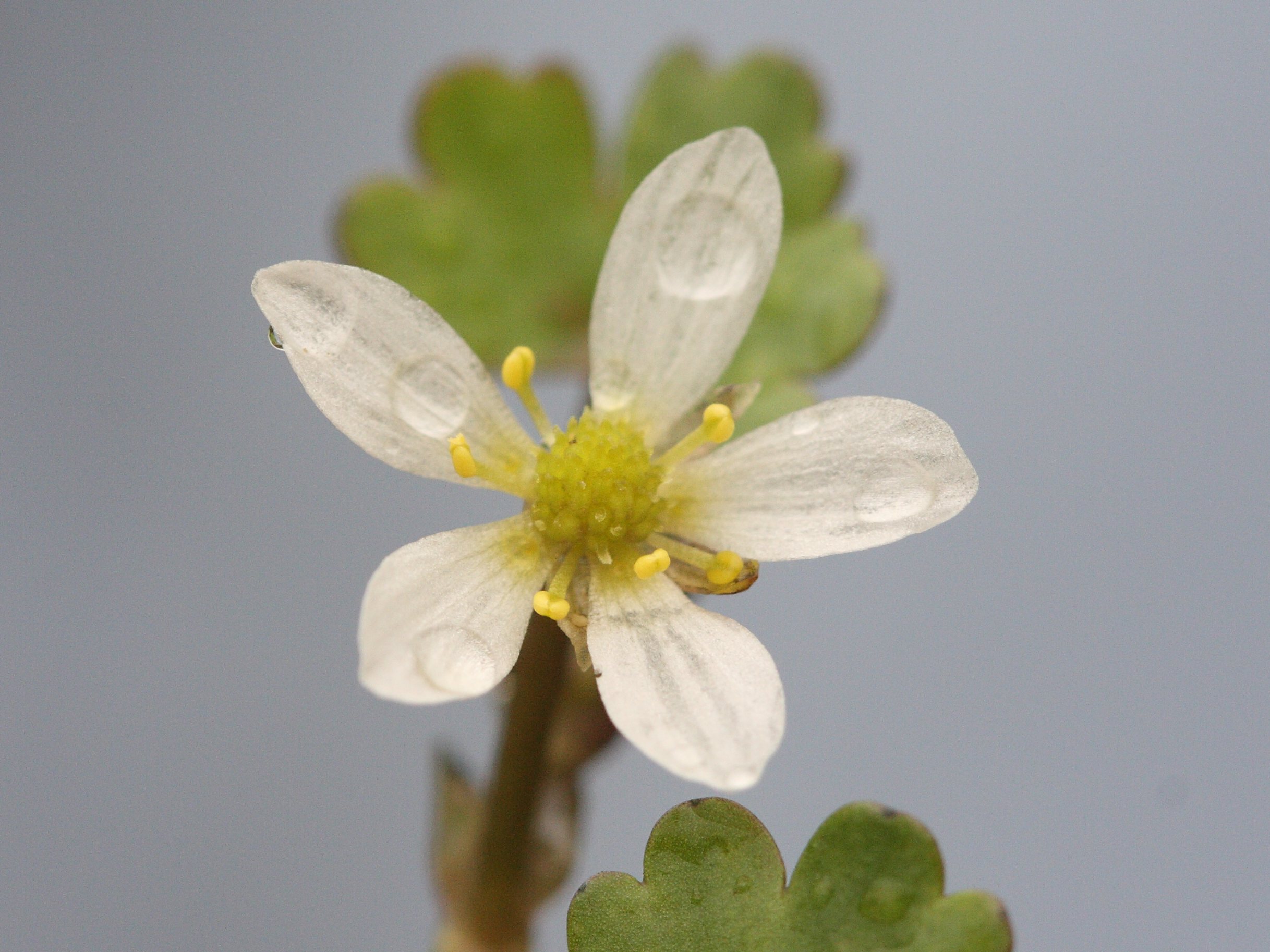 ranunculus_omiophyllus4bd