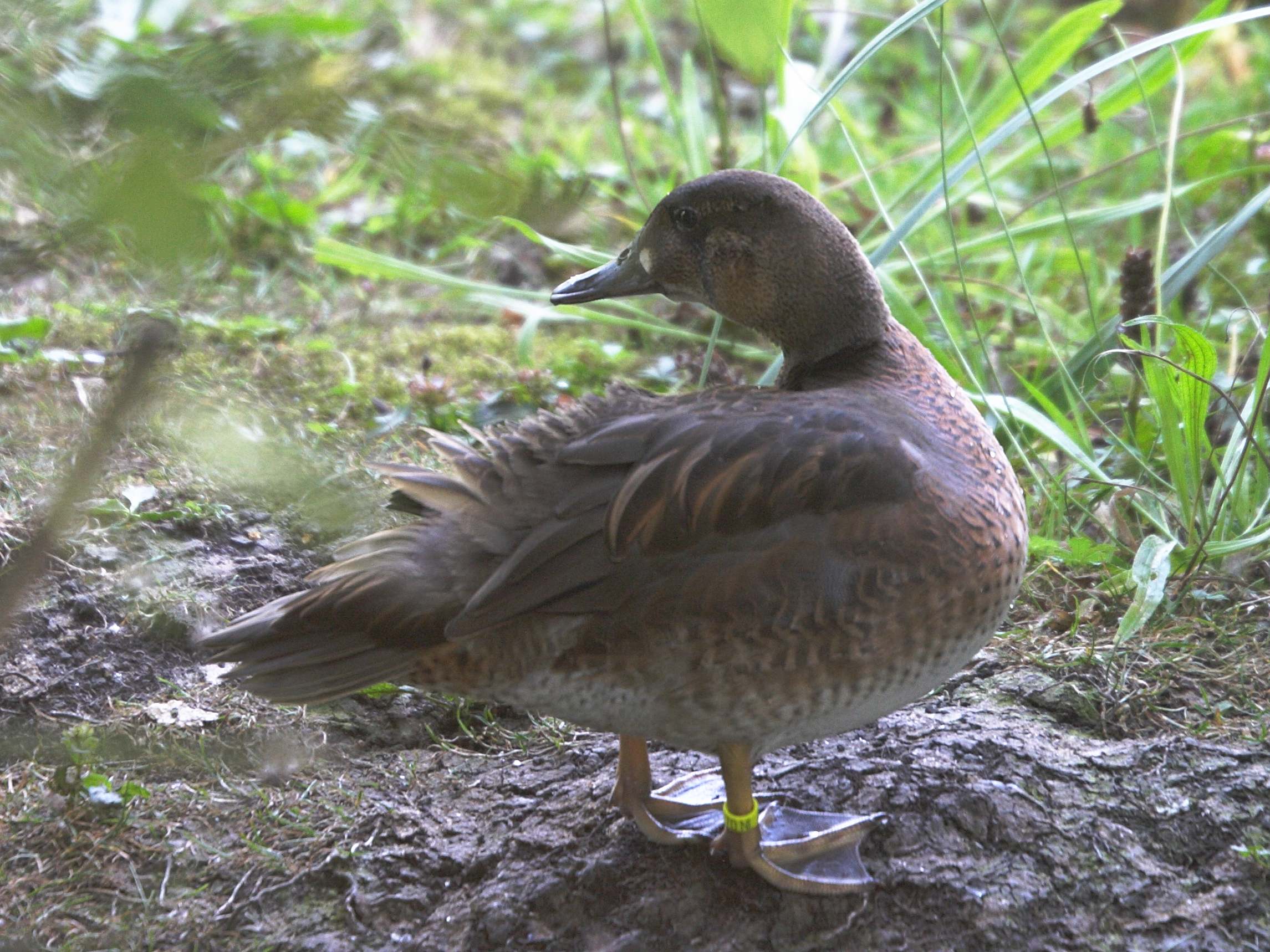 sarcelle_elegante_-_anas_formosa2md