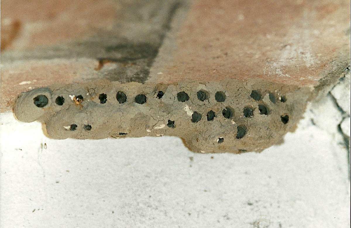 sceliphron_destillatorium_nid2md