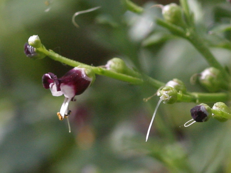 Afficher le média scrophularia_canina_hoppei2md scrophularia_canina_hoppei2md