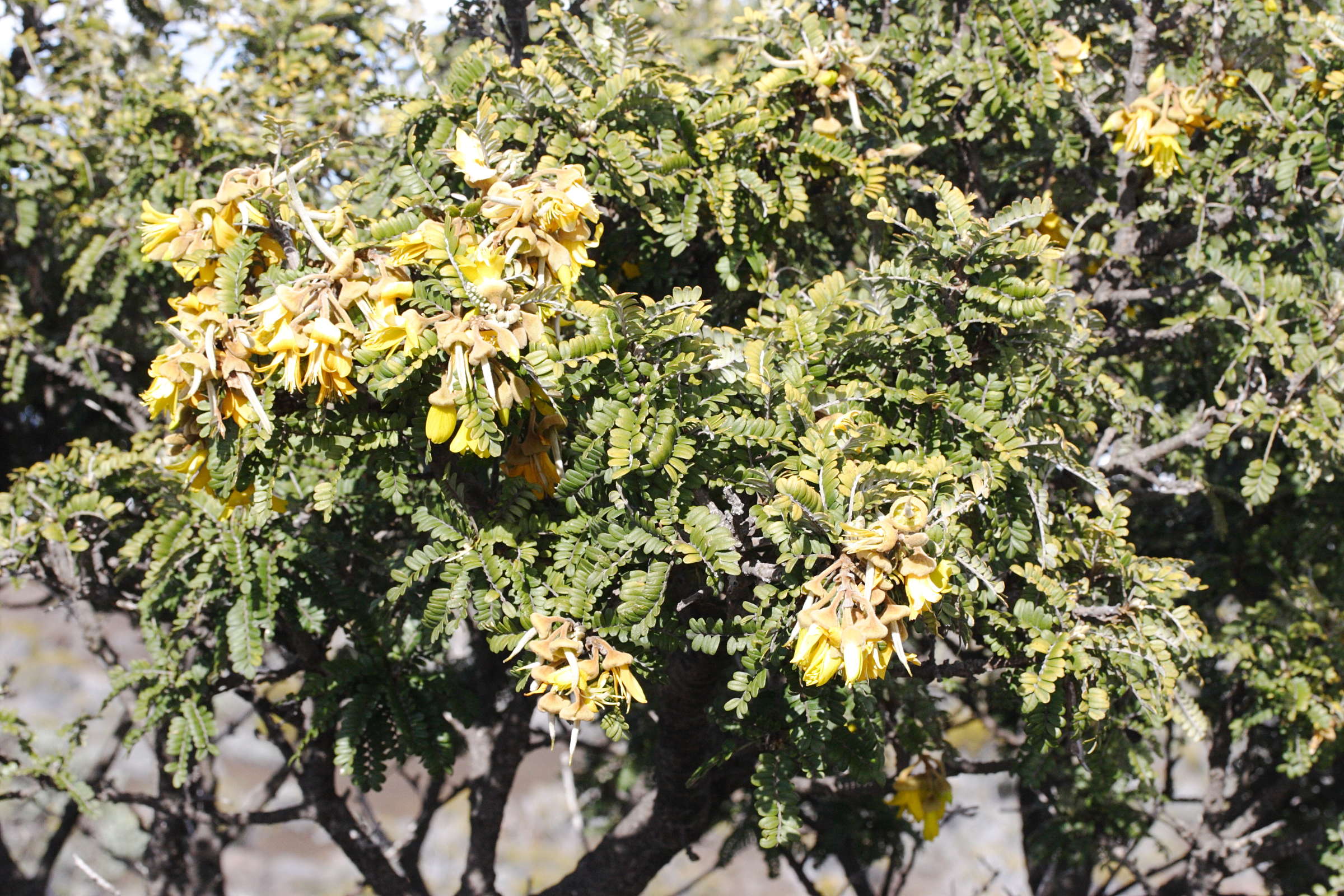 sophora_denudata3md
