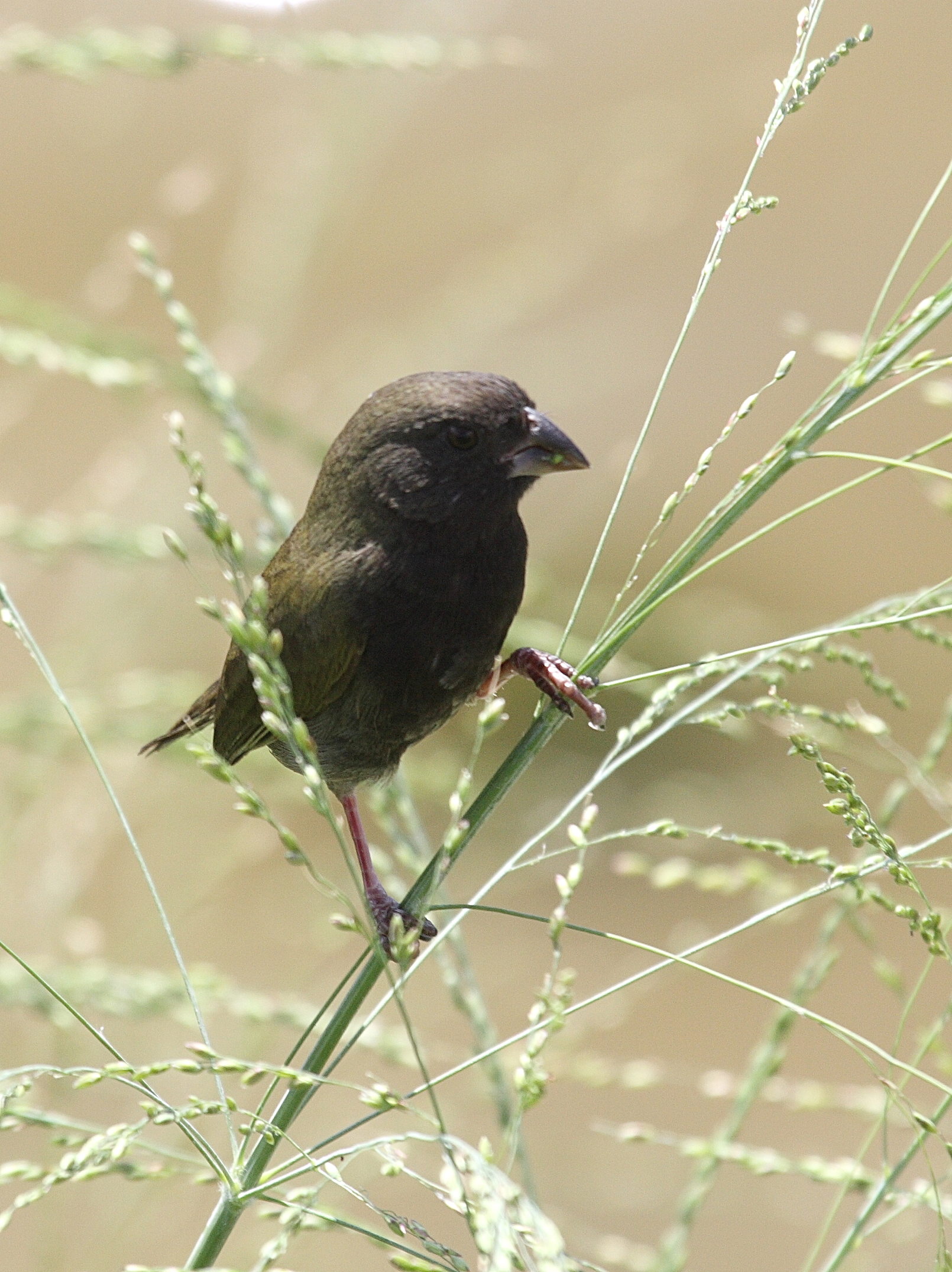 sporophile_cici_-_tiaris_bicolor3bd