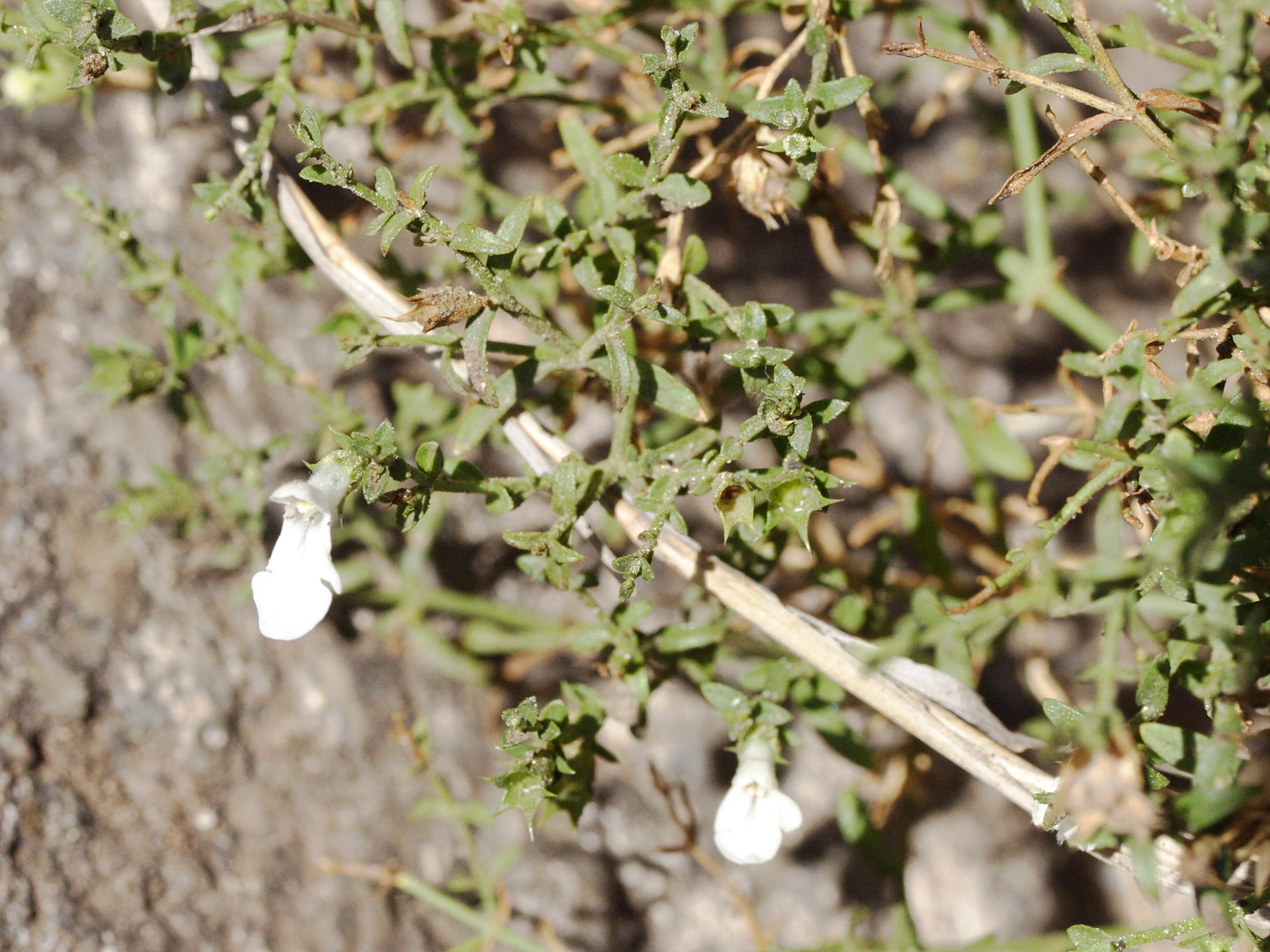 stachys_glutinosa2md