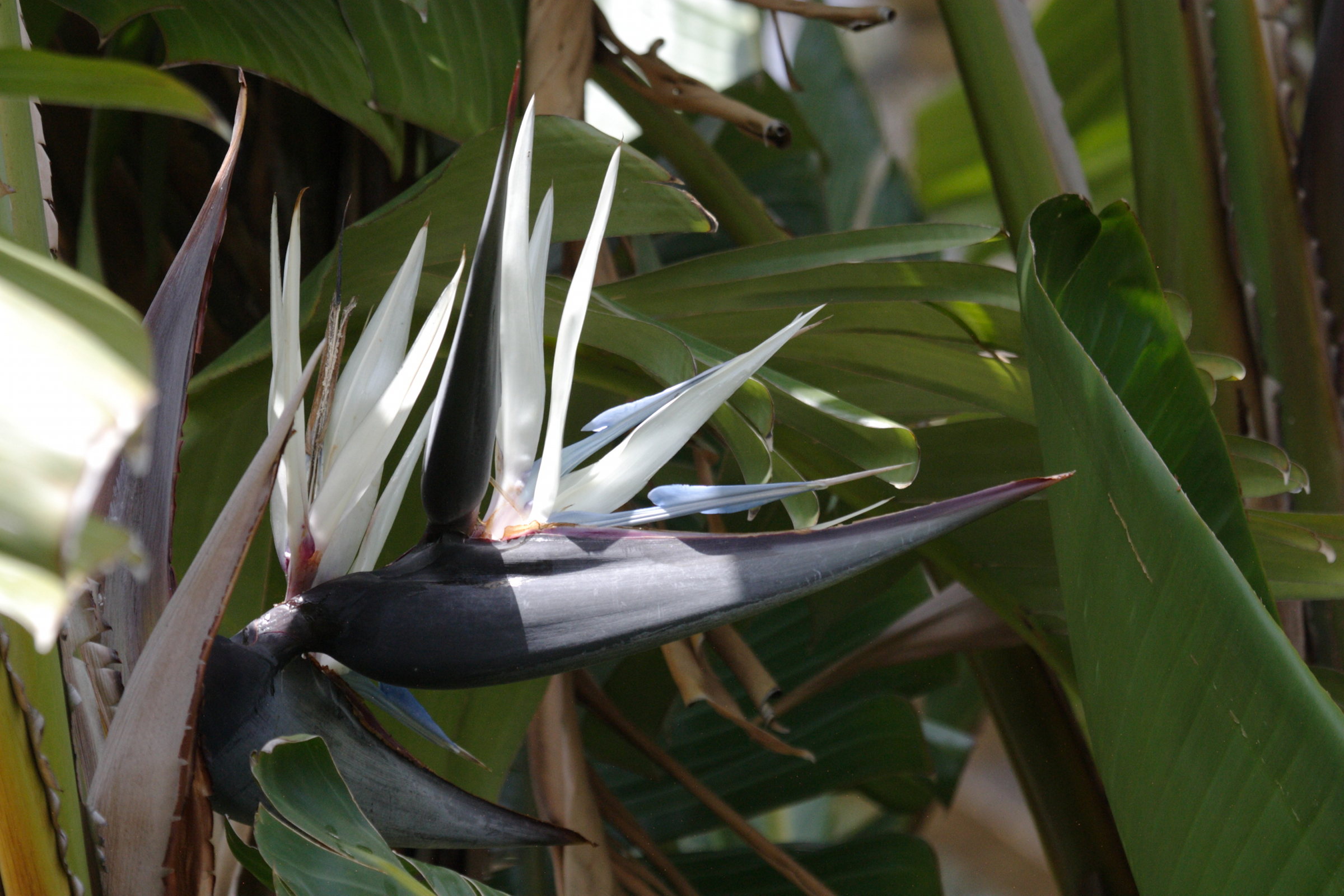 Afficher le média strelitzia_nicolai3bd strelitzia_nicolai3bd