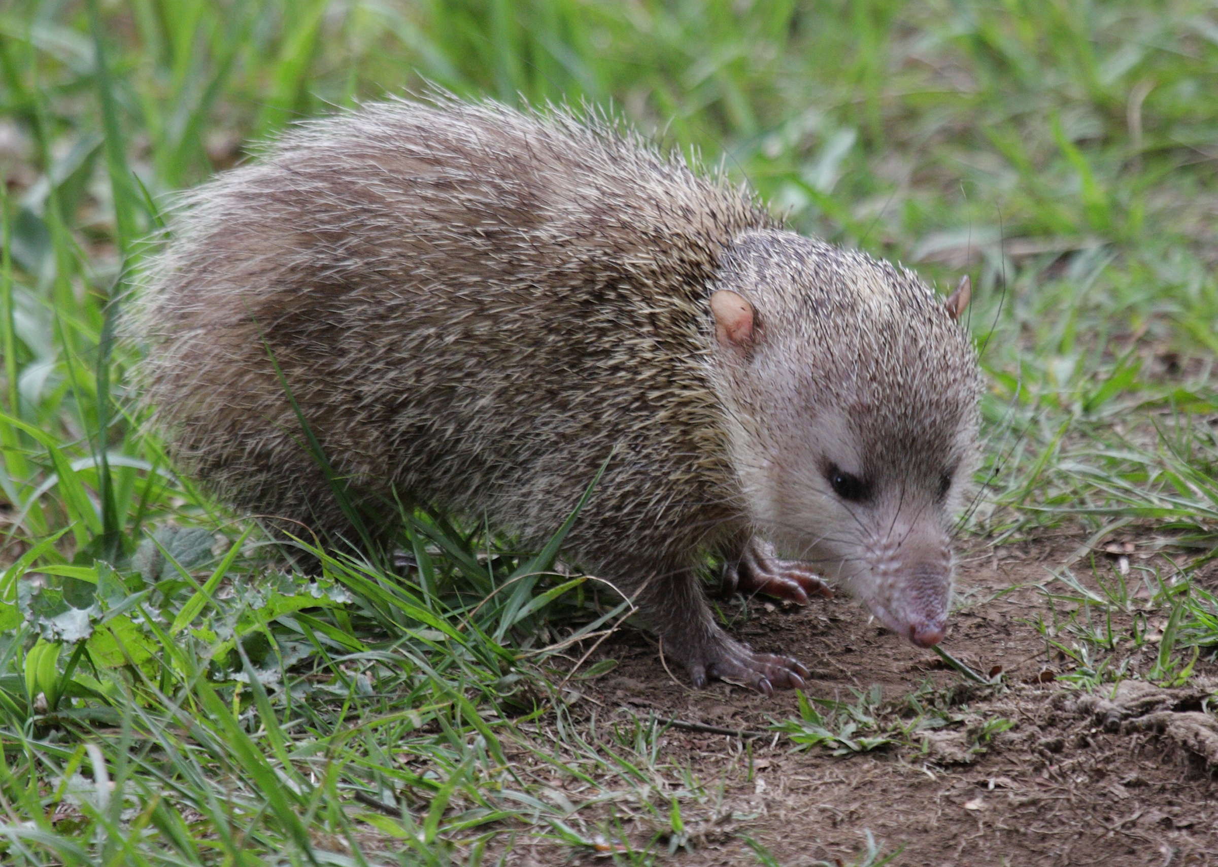tenrec_ecaudatus1bd