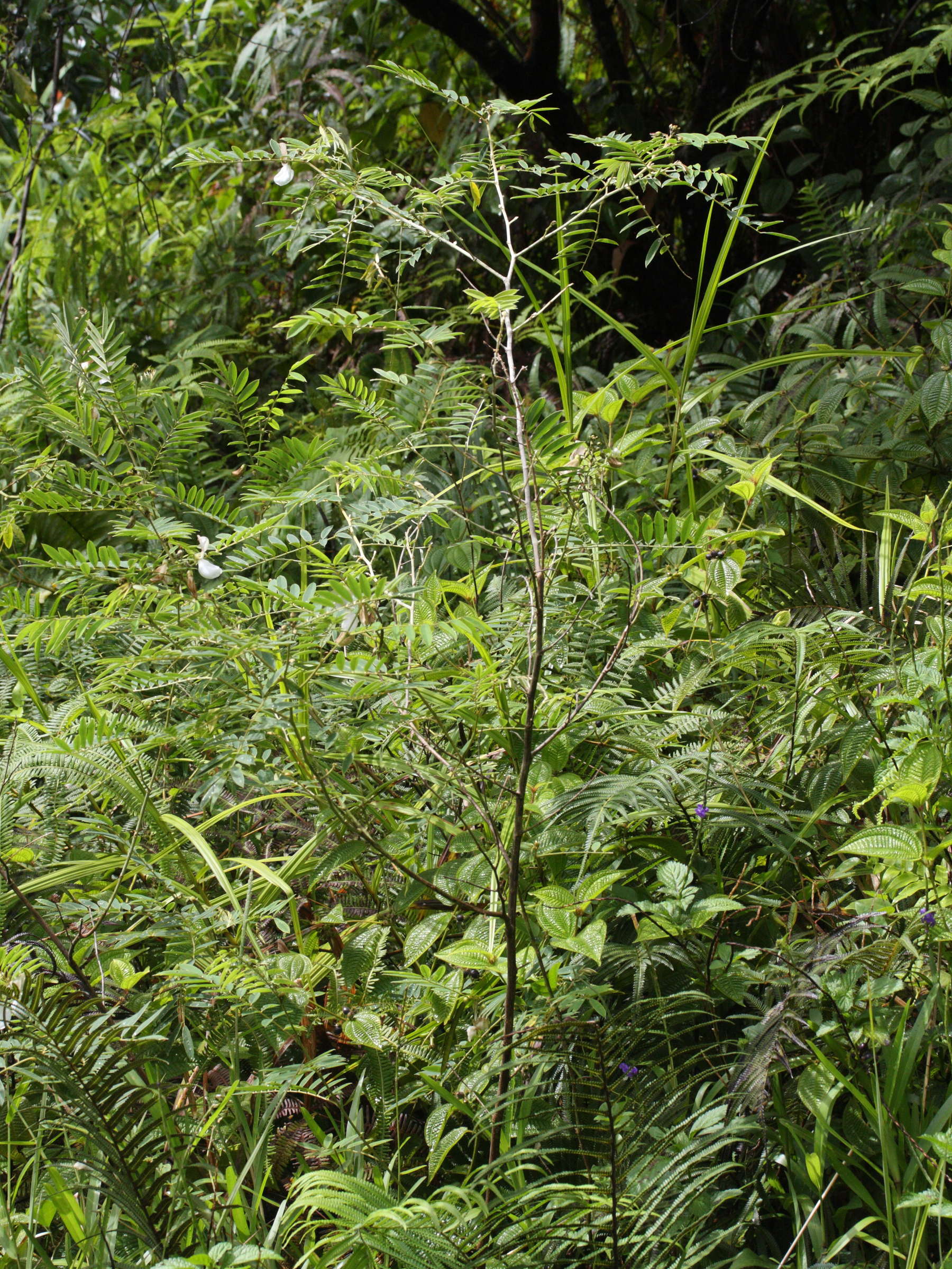 tephrosia_candida1md