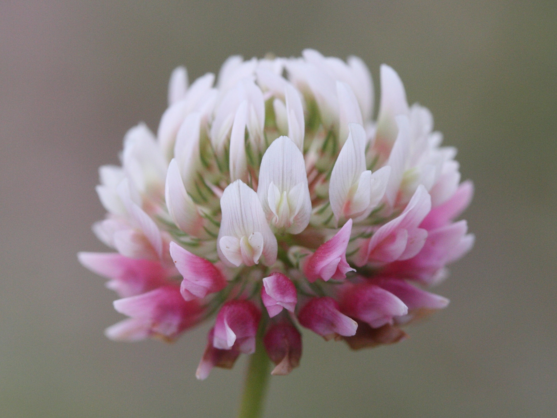 trifolium_hybridum2md