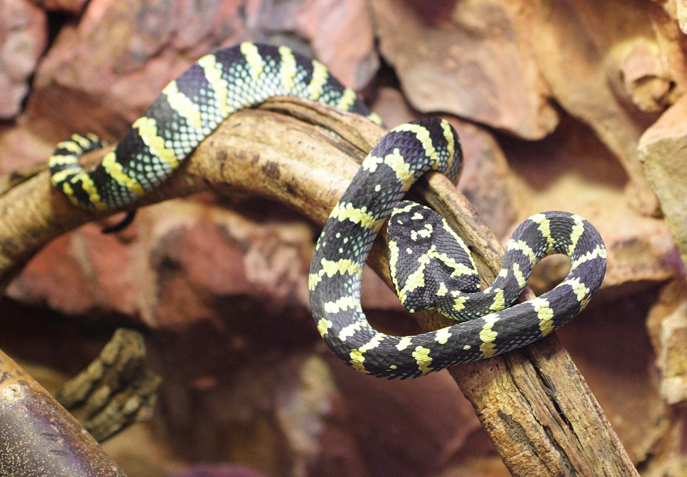 tropidolaemus_wagleri1md