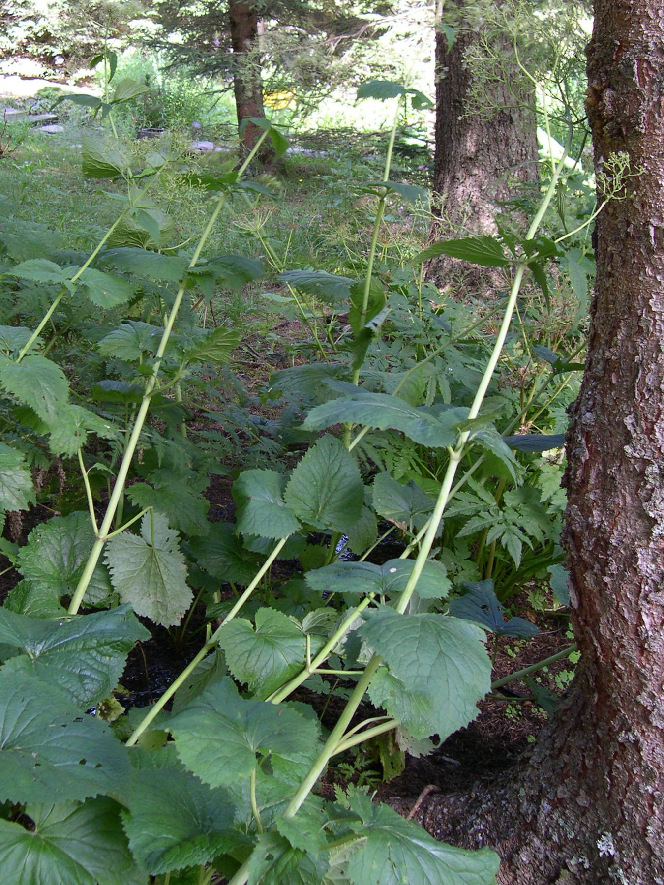 valeriana_pyrenaica3md