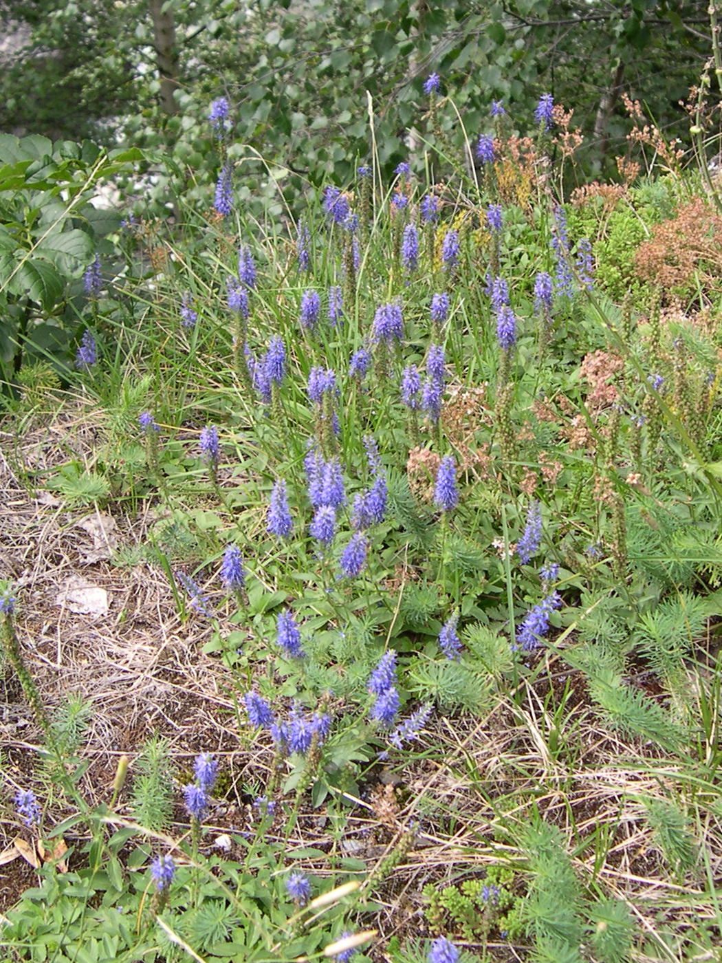 veronica_spicata4md