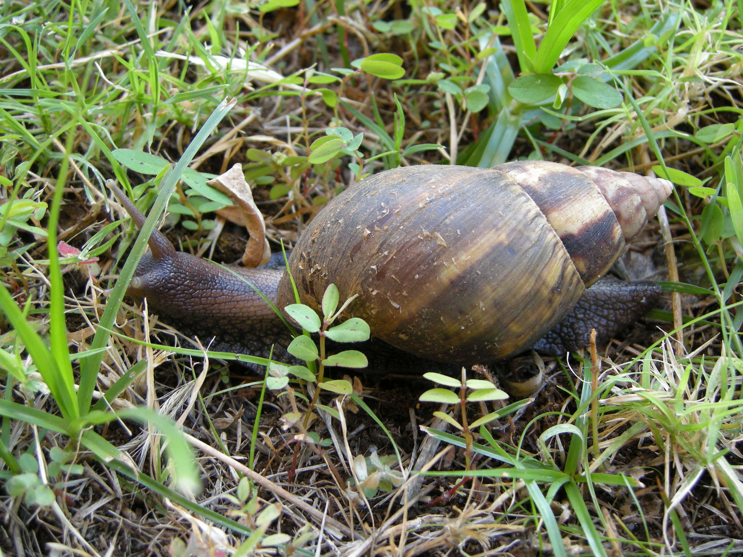 Afficher le média achatina_fulica2md achatina_fulica2md
