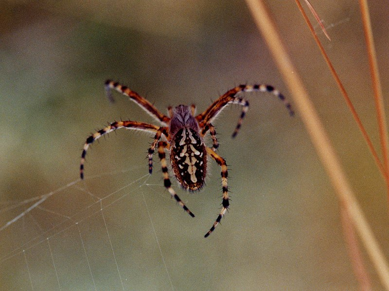 aculepeira_ceropegia3md