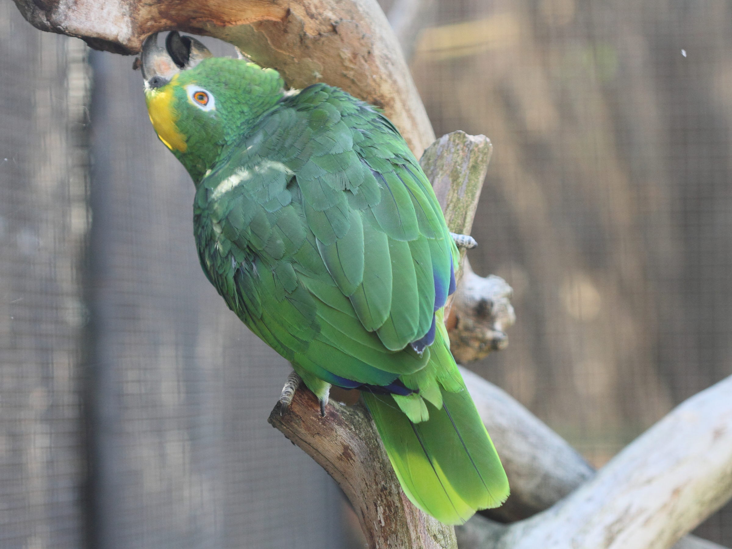 amazone_a_front_jaune_-_amazona_ochrocephala3bd