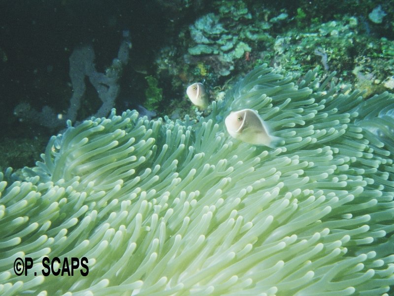 Afficher le média amphiprion_perideraion1ps amphiprion_perideraion1ps