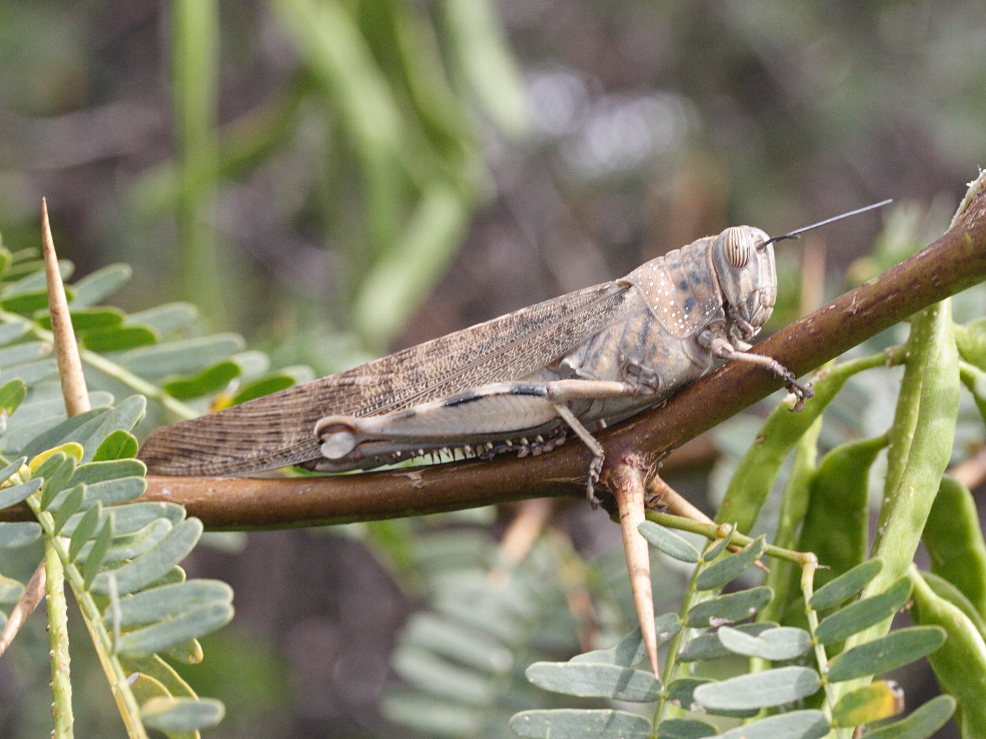 Afficher le média anacridium_melanorhodon_arabafrum2md anacridium_melanorhodon_arabafrum2md