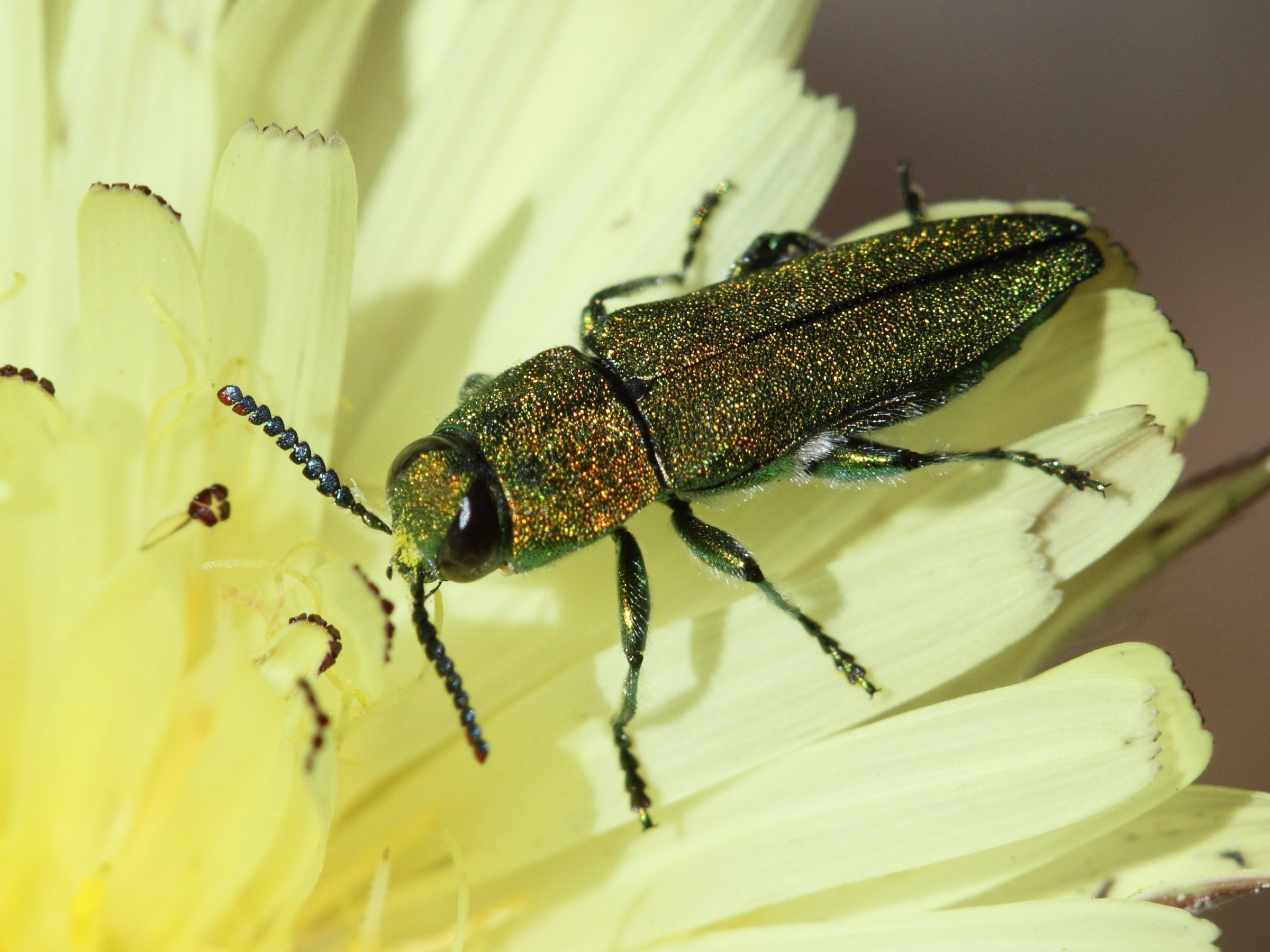 anthaxia_hungarica3bd