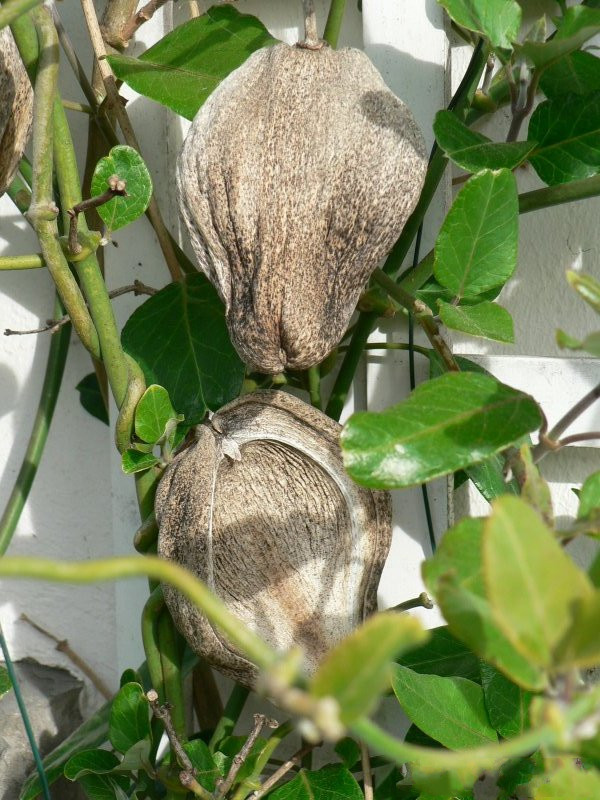 araujia_sericifera3gc