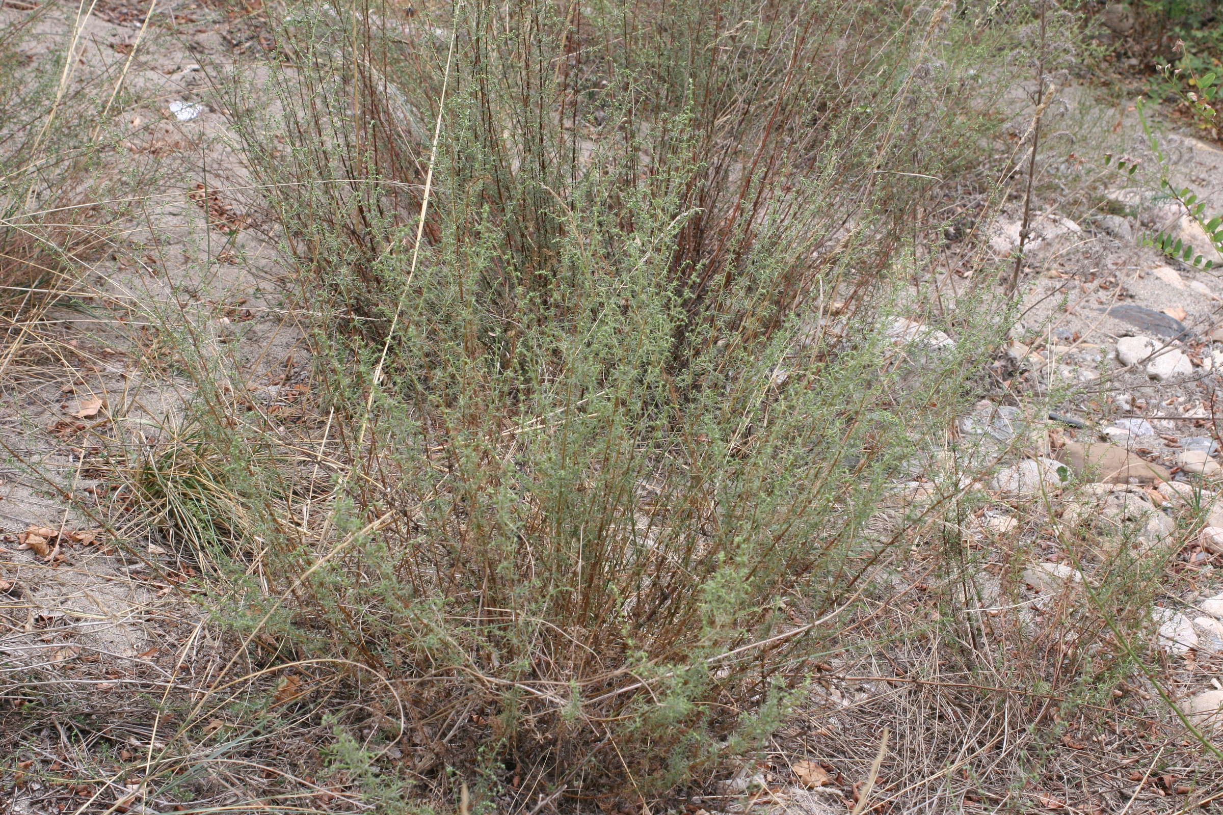 Afficher le média artemisia_campestris1md artemisia_campestris1md