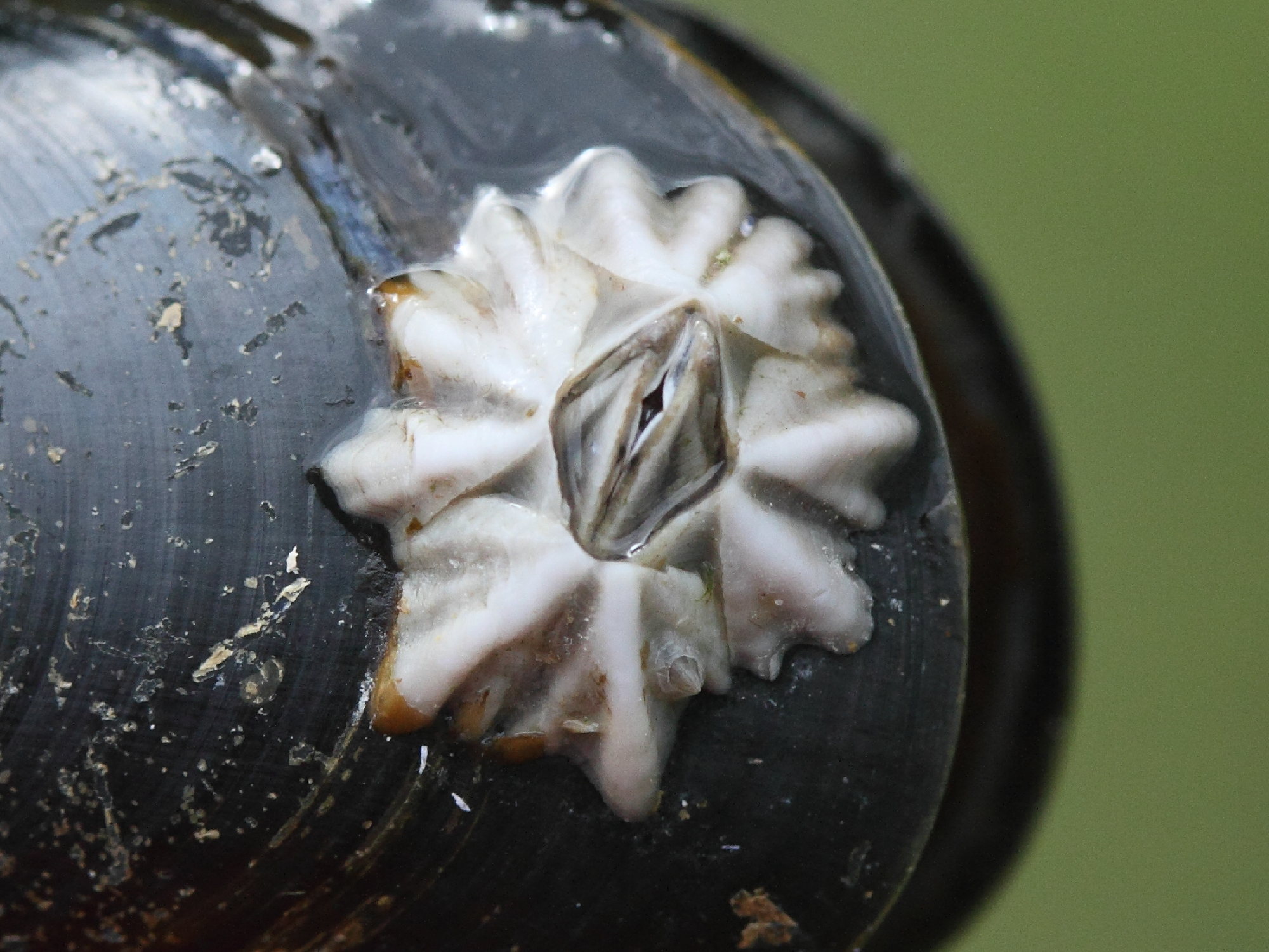 austrominius_modestus3md