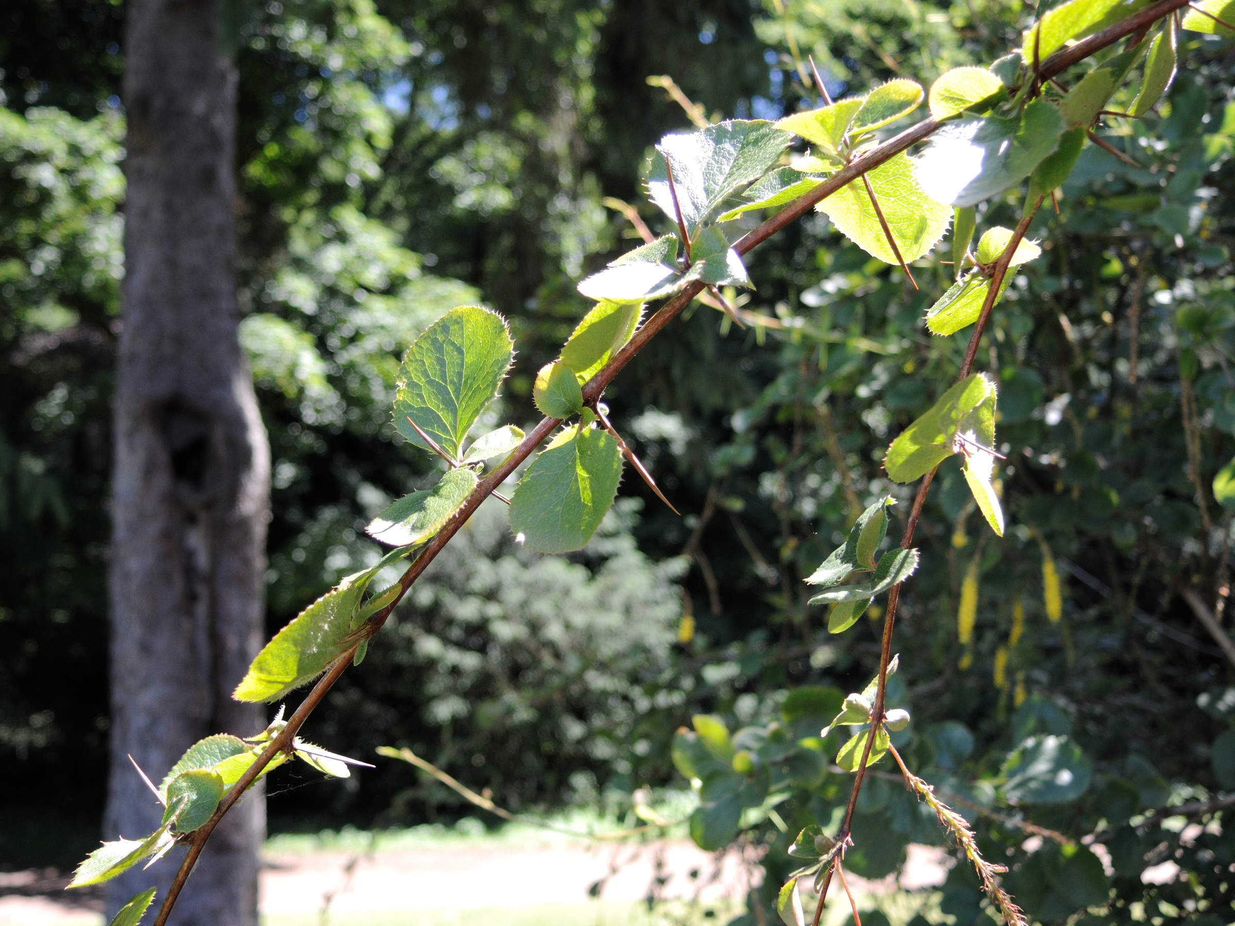 berberis_henryana2md