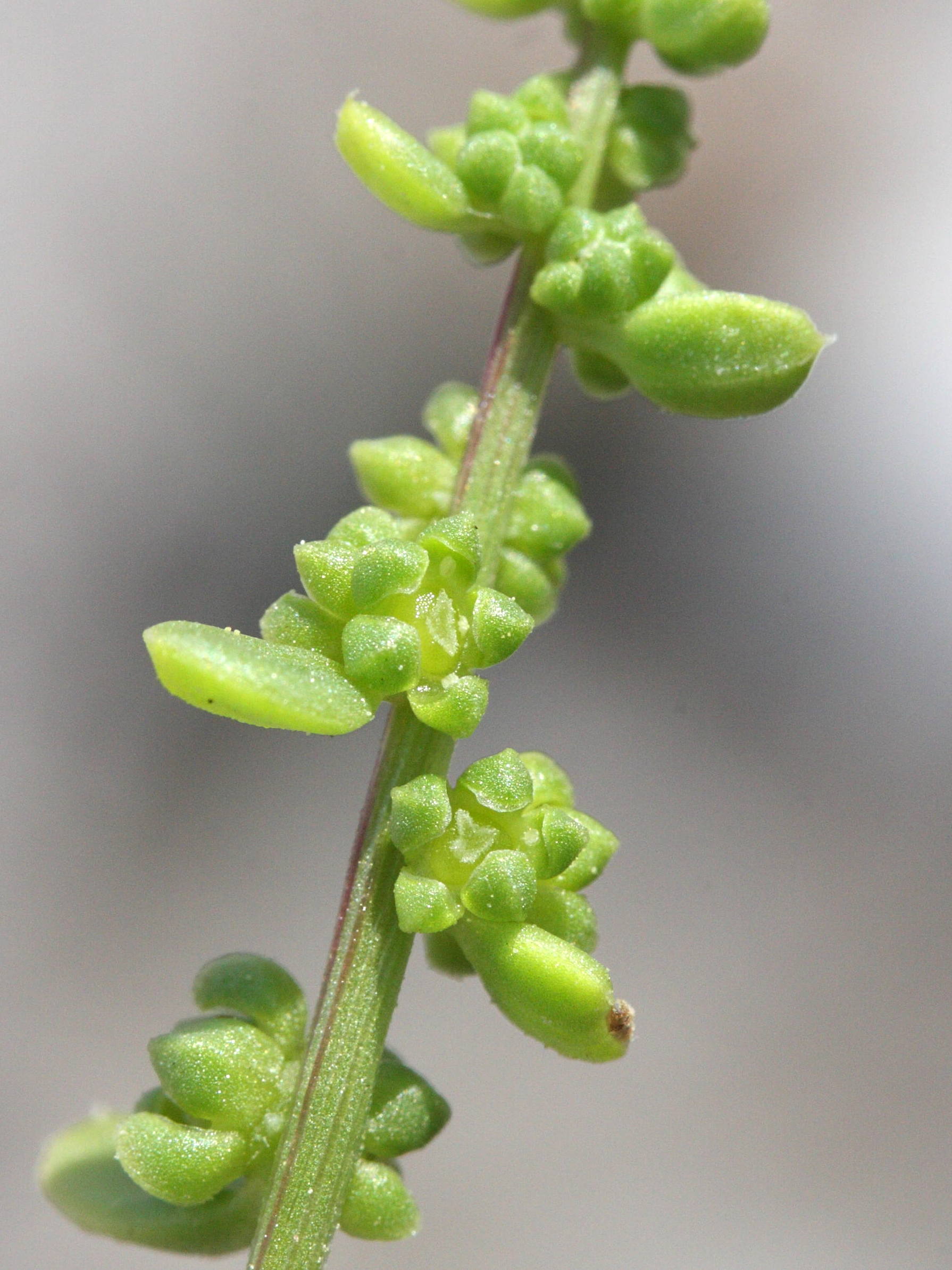 Afficher le média beta_maritima5md beta_maritima5md