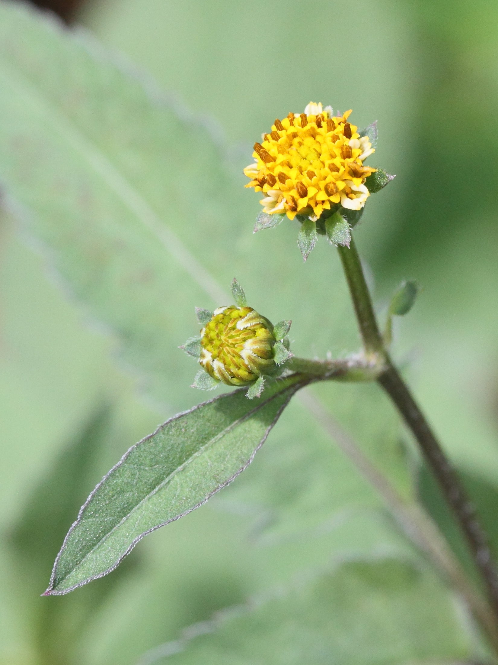 bidens_pilosa4md