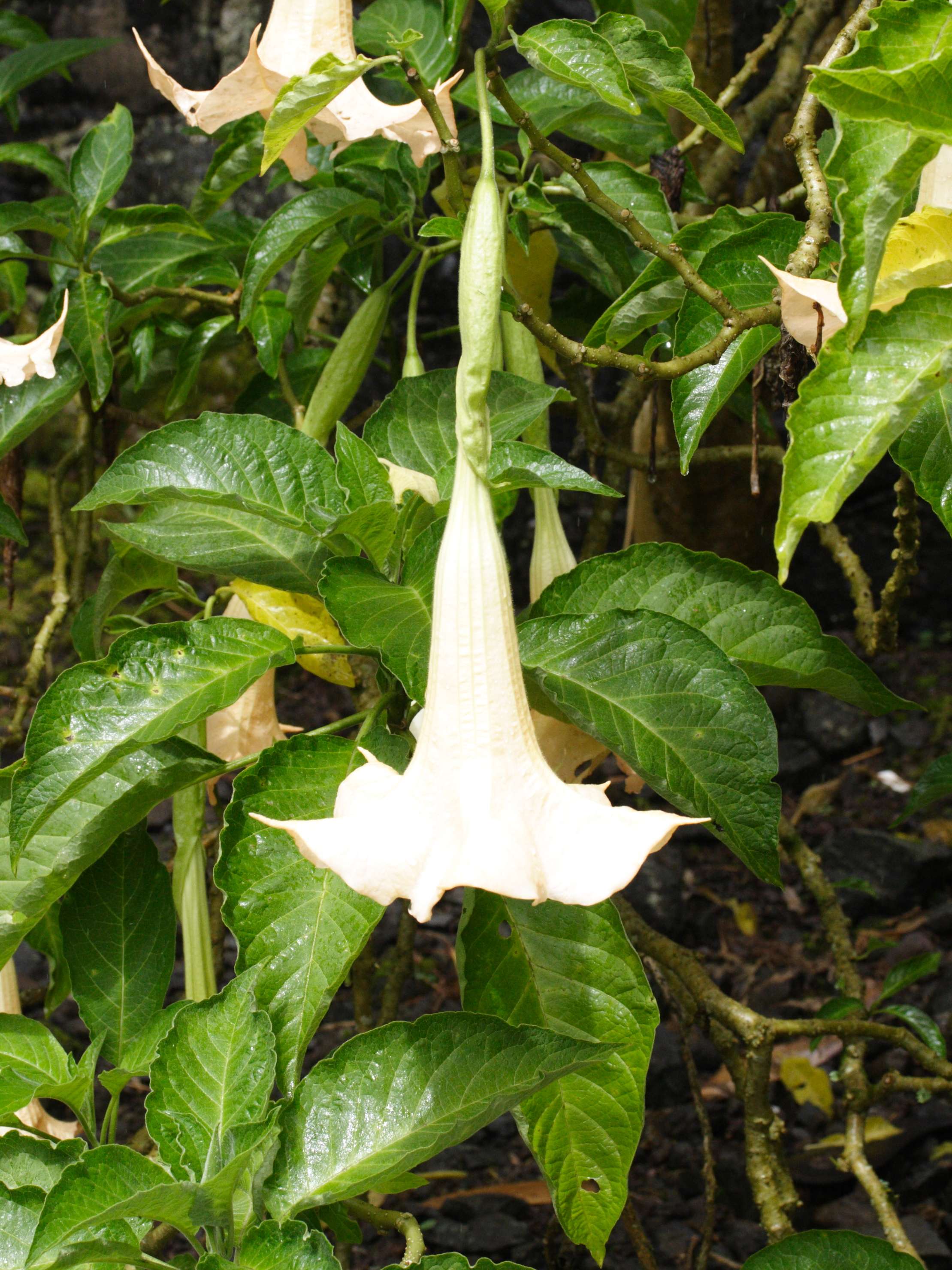 brugmansia_suaveolens2md