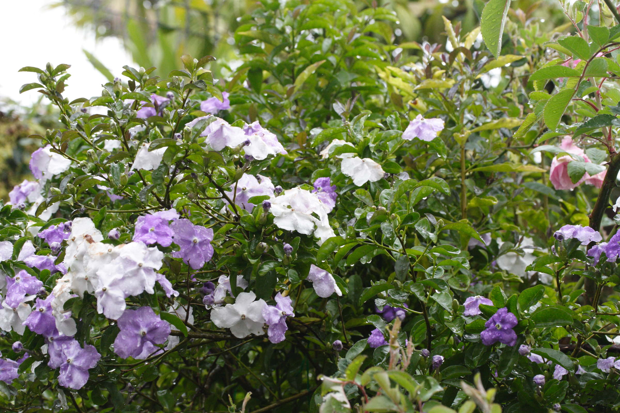 brunfelsia_uniflora1md