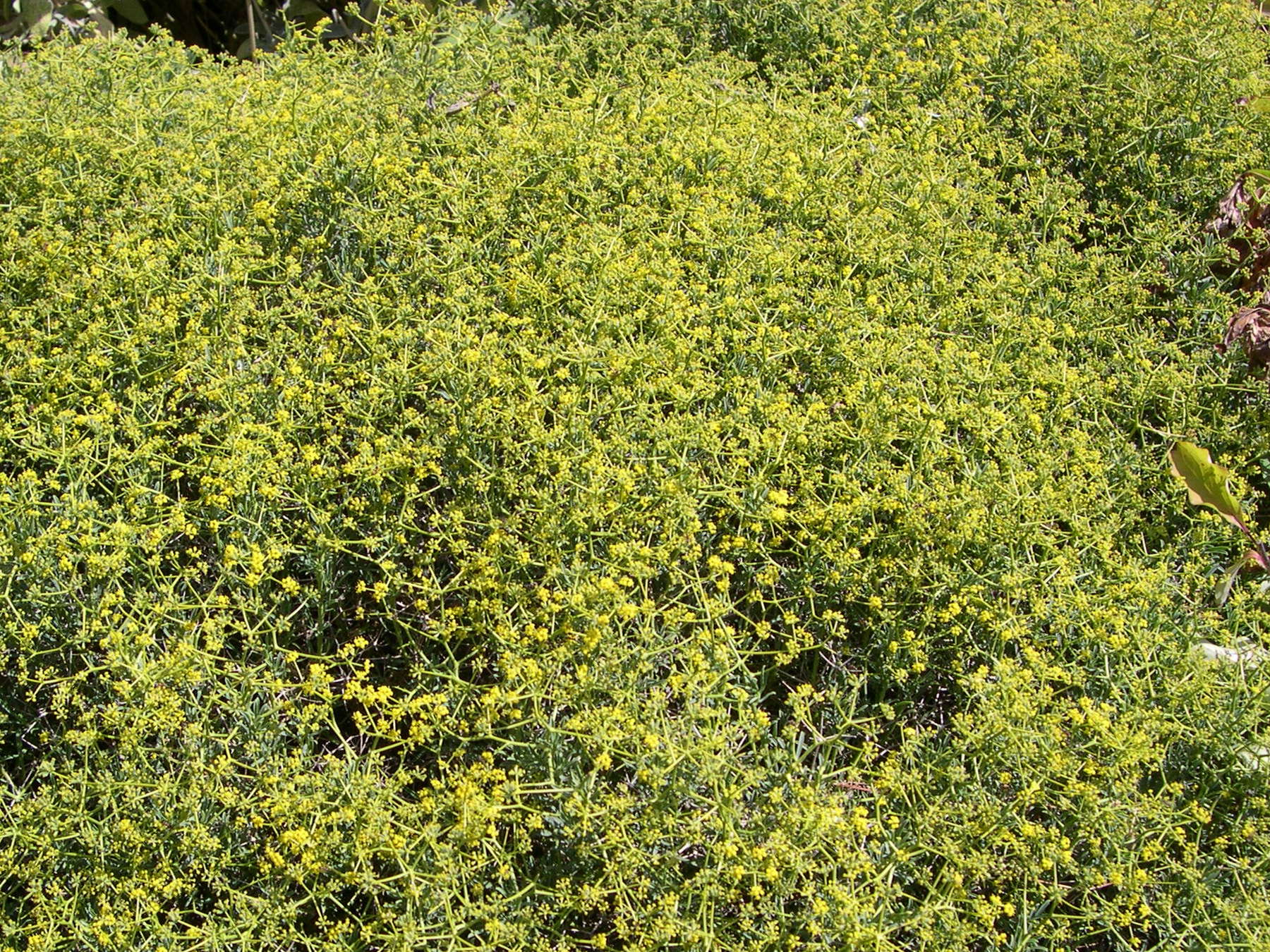 bupleurum_spinosum1md
