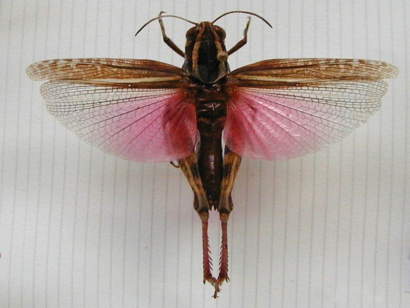 calliptamus_italicus1md