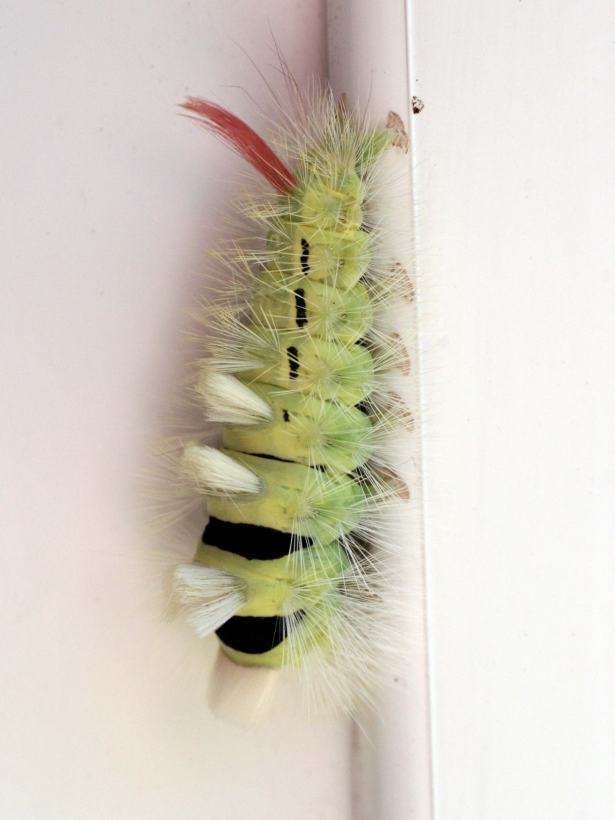 calliteara_pudibunda_ch1md