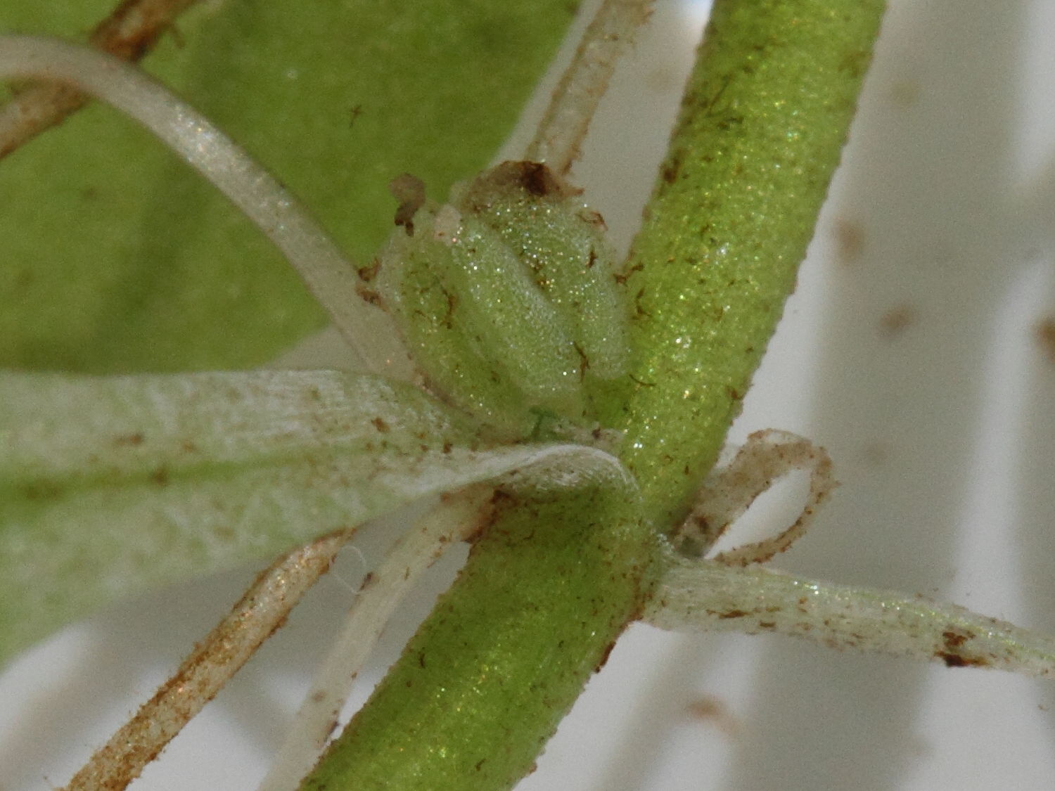 Afficher le média callitriche_obtusangula5md callitriche_obtusangula5md