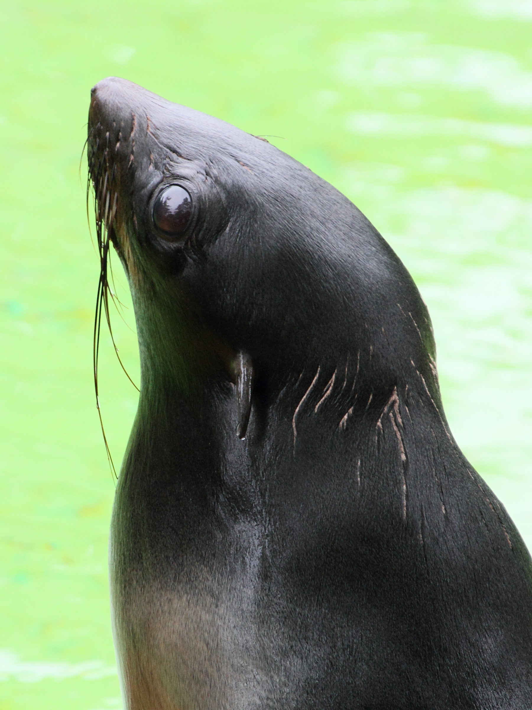 callorhinus_ursinus3md