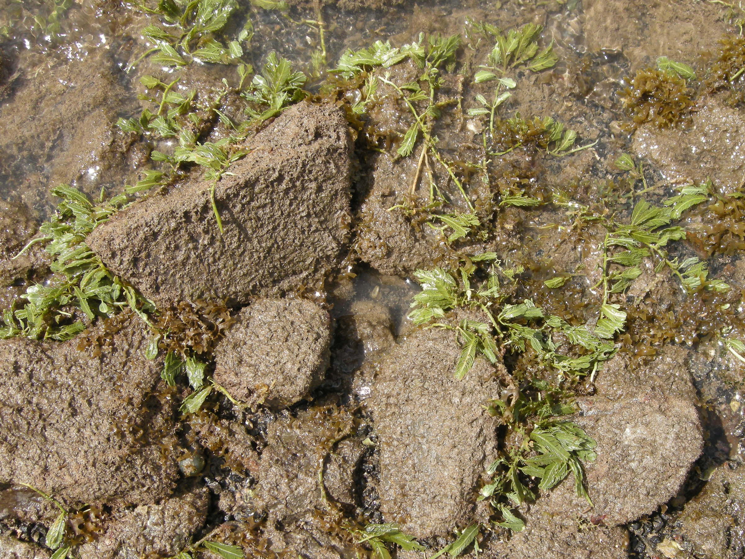 Afficher le média caulerpa_sertularioides1md caulerpa_sertularioides1md