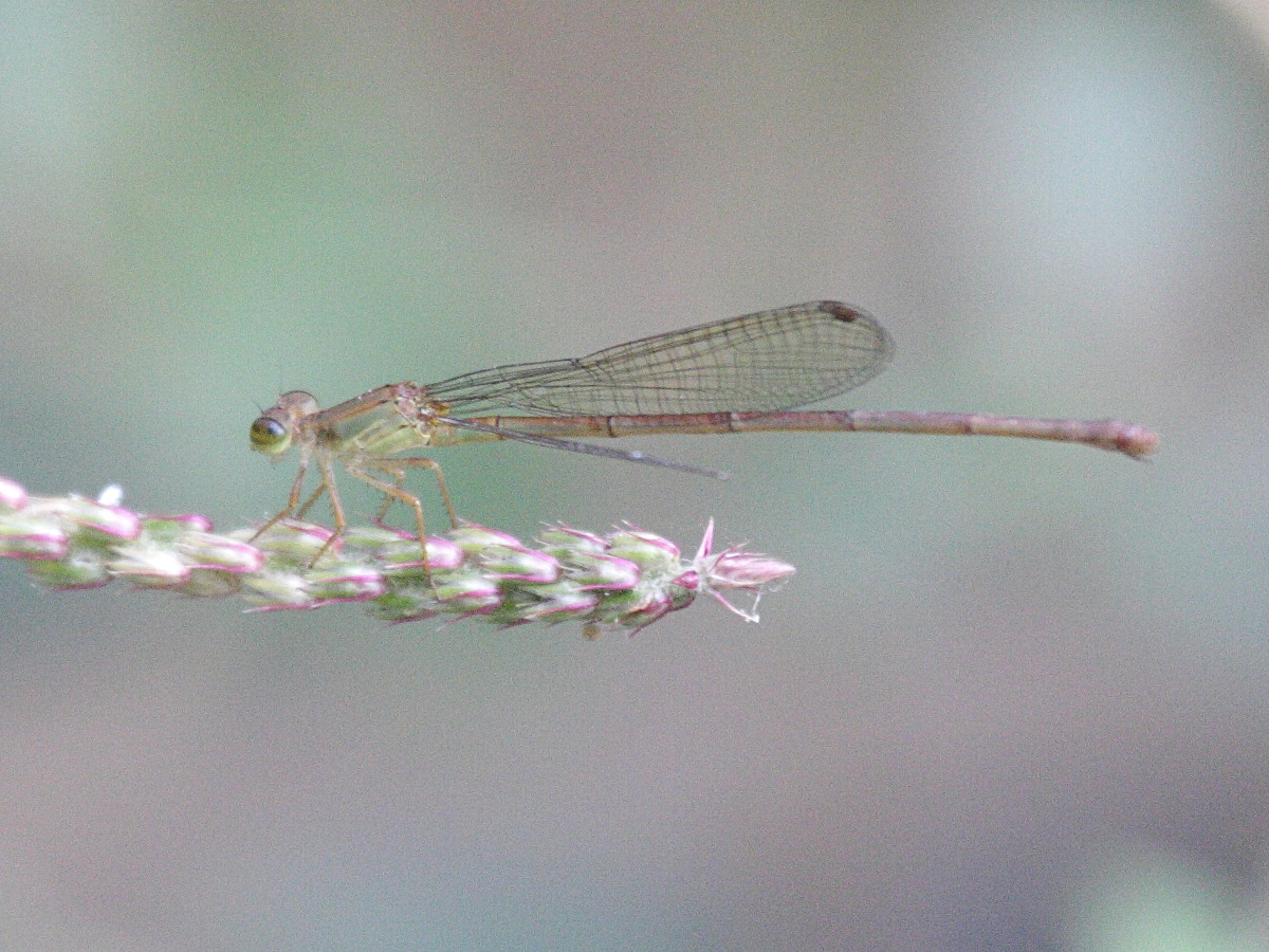ceriagrion_glabrum3bd