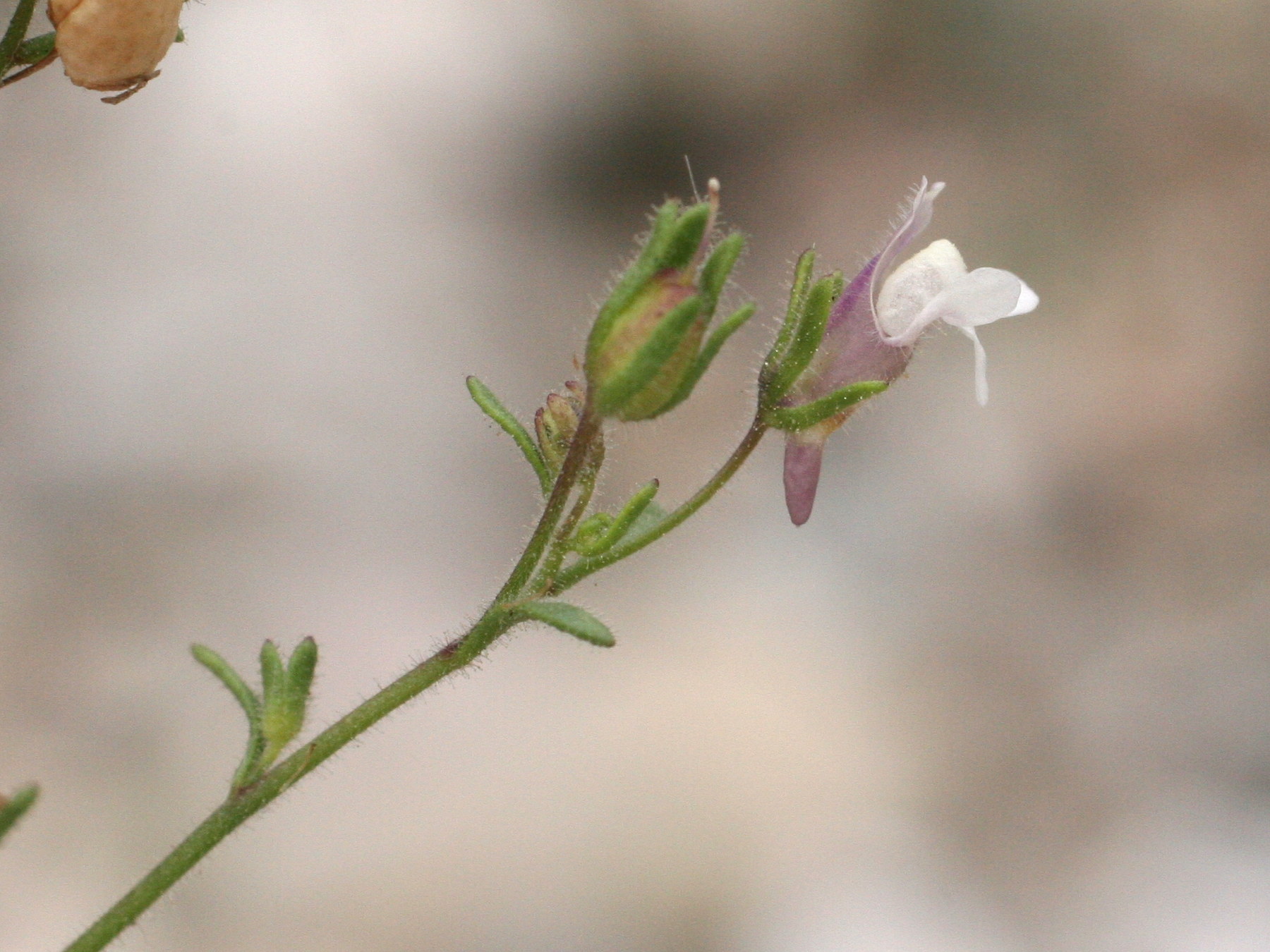 Afficher le média chaenorrhinum_minus3md chaenorrhinum_minus3md