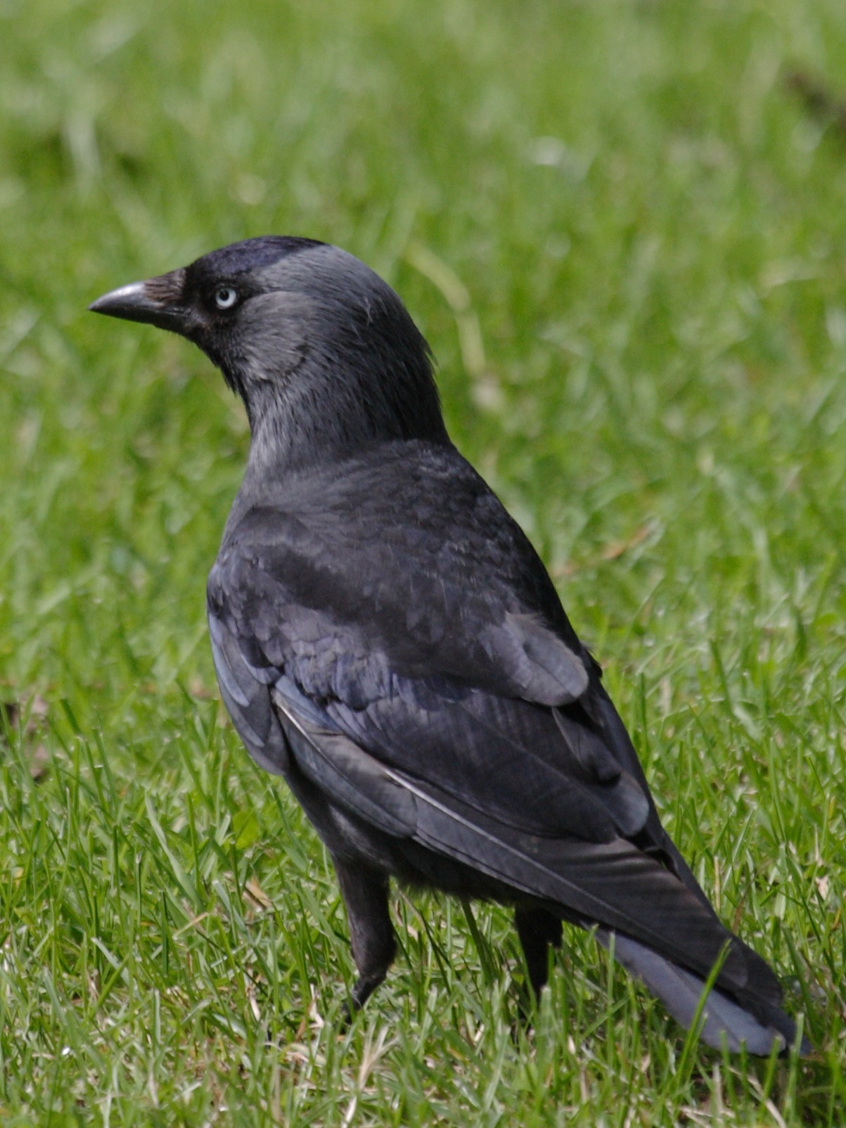 choucas_des_tours_-_corvus_monedula1bd