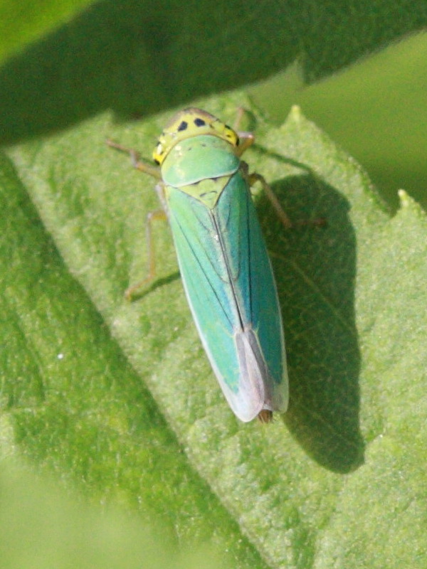 cicadella_viridis3abd