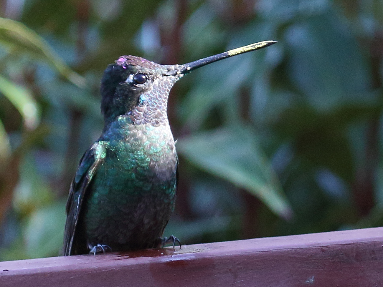 colibri_de_talamanca_-_eugenes_spectabilis2bd