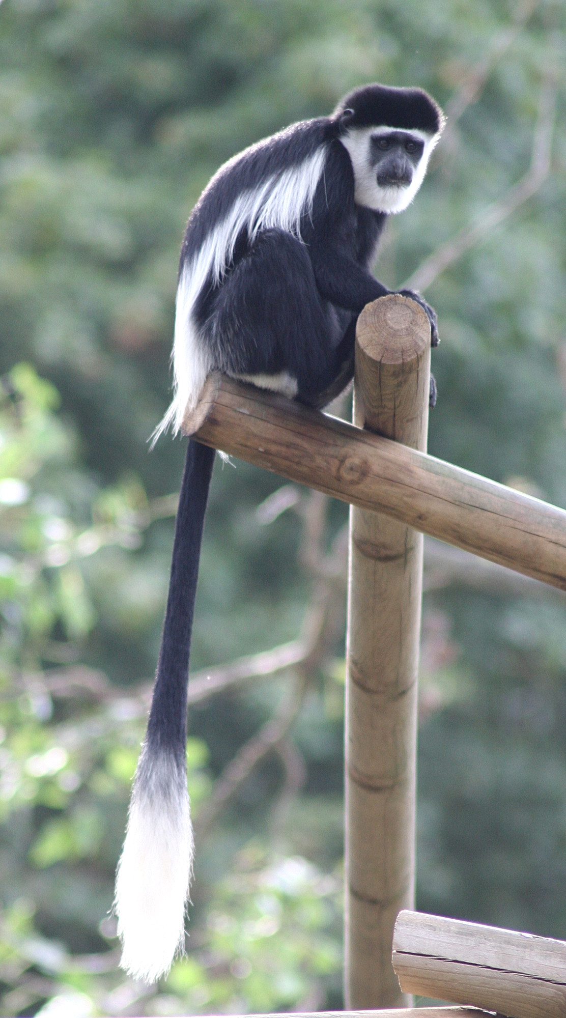 colobus_guereza3md