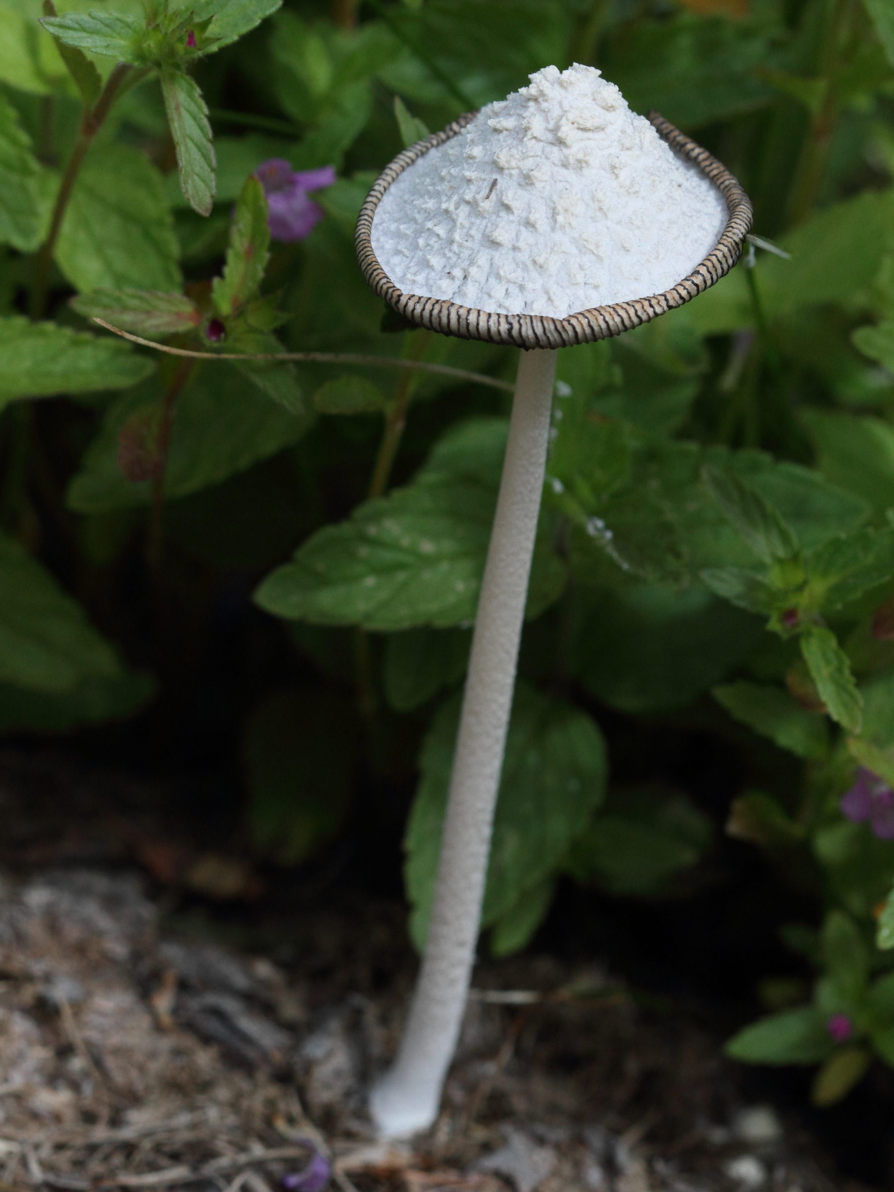 coprinopsis_niveus1bd