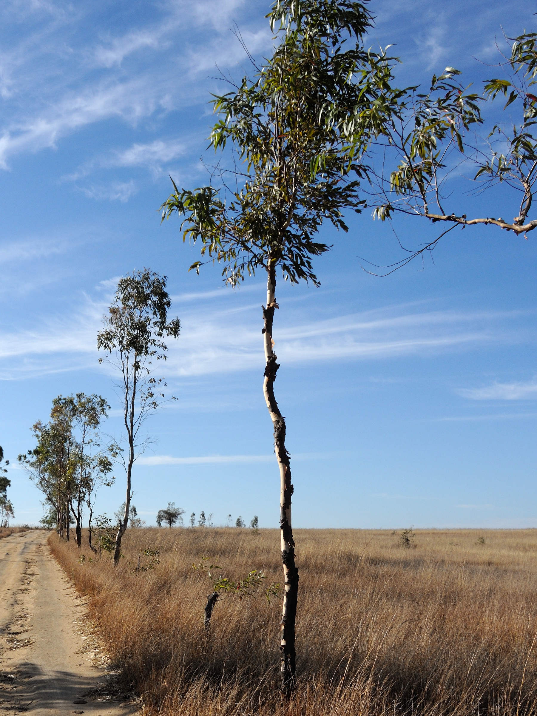 corymbia_citriodora2md