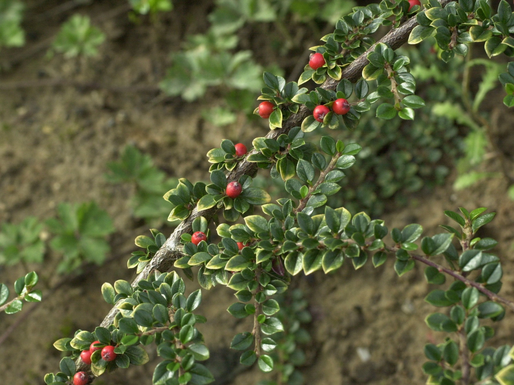 cotoneaster_horizontalis2md