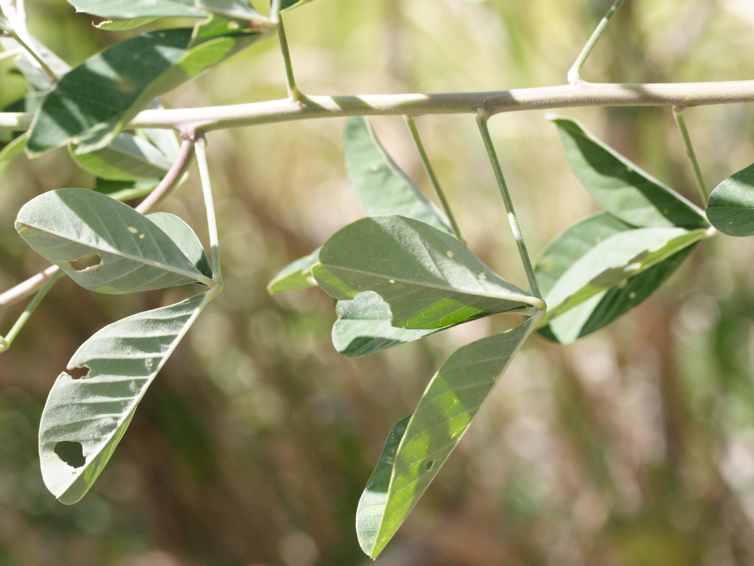 crotalaria_pallida4md