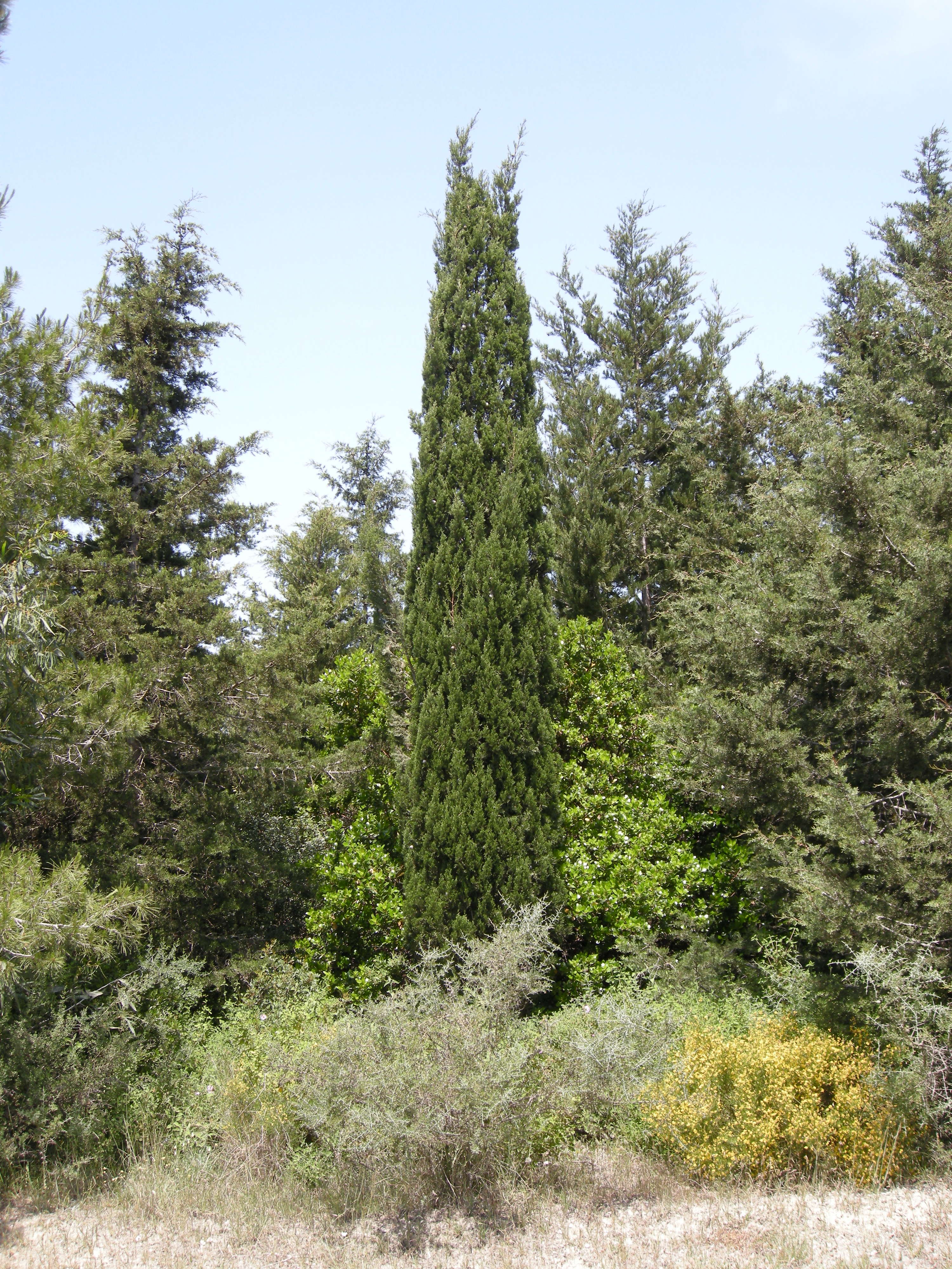 cupressus_sempervirens4amd